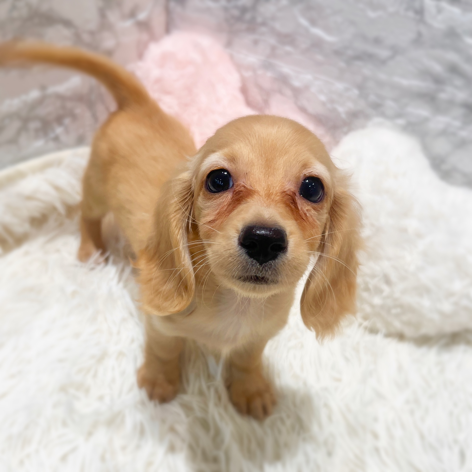 愛知県のミニチュアダックスフンド(ロング) (犬の家＆猫の里MiO香久山店/2026年1月19日生まれ/女の子/ゴールド)の子犬の4枚目の画像