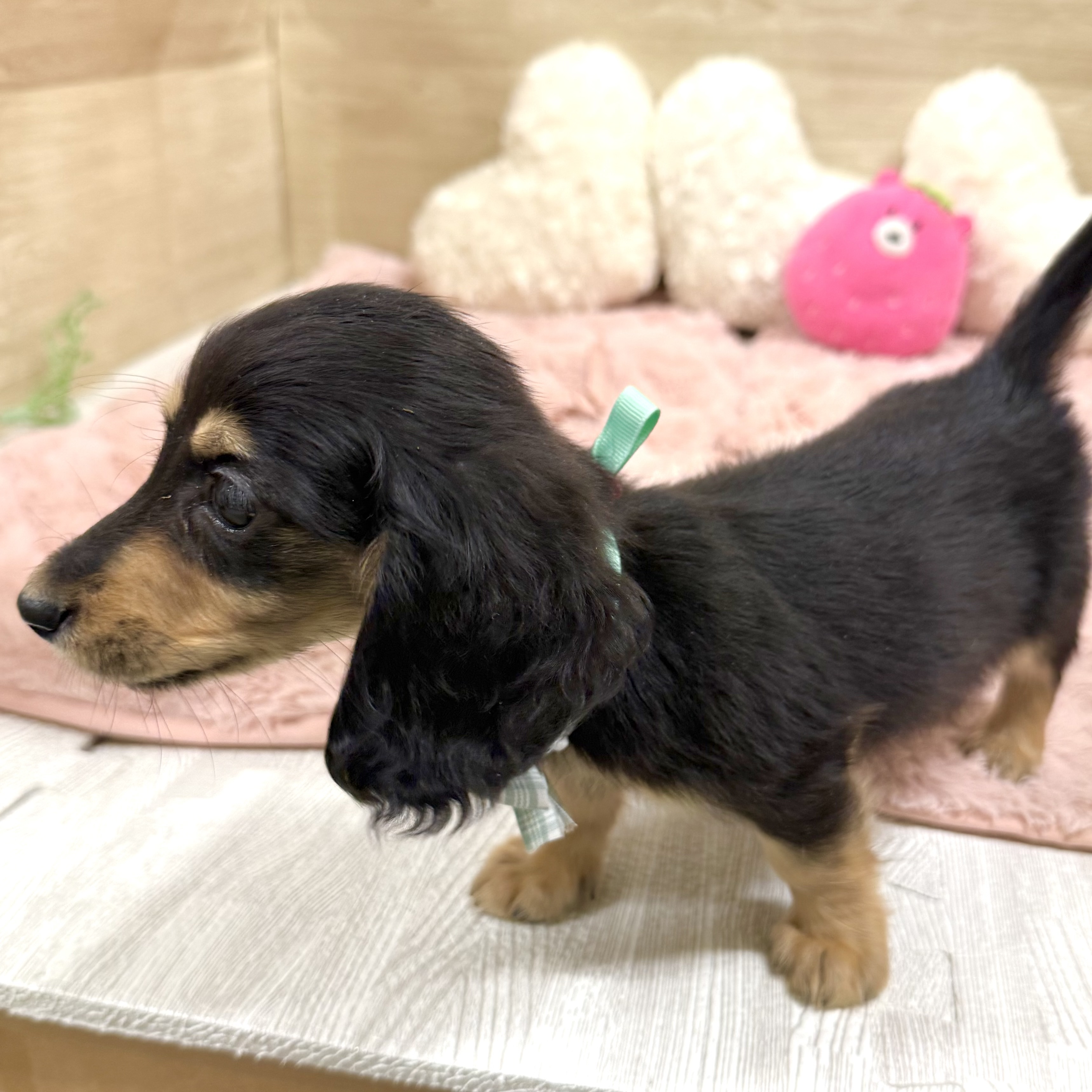 大阪府のミニチュアダックスフンド(ロング) (犬の家＆猫の里そよら東岸和田店/2026年1月19日生まれ/男の子/ブラックタン)の子犬の4枚目の画像