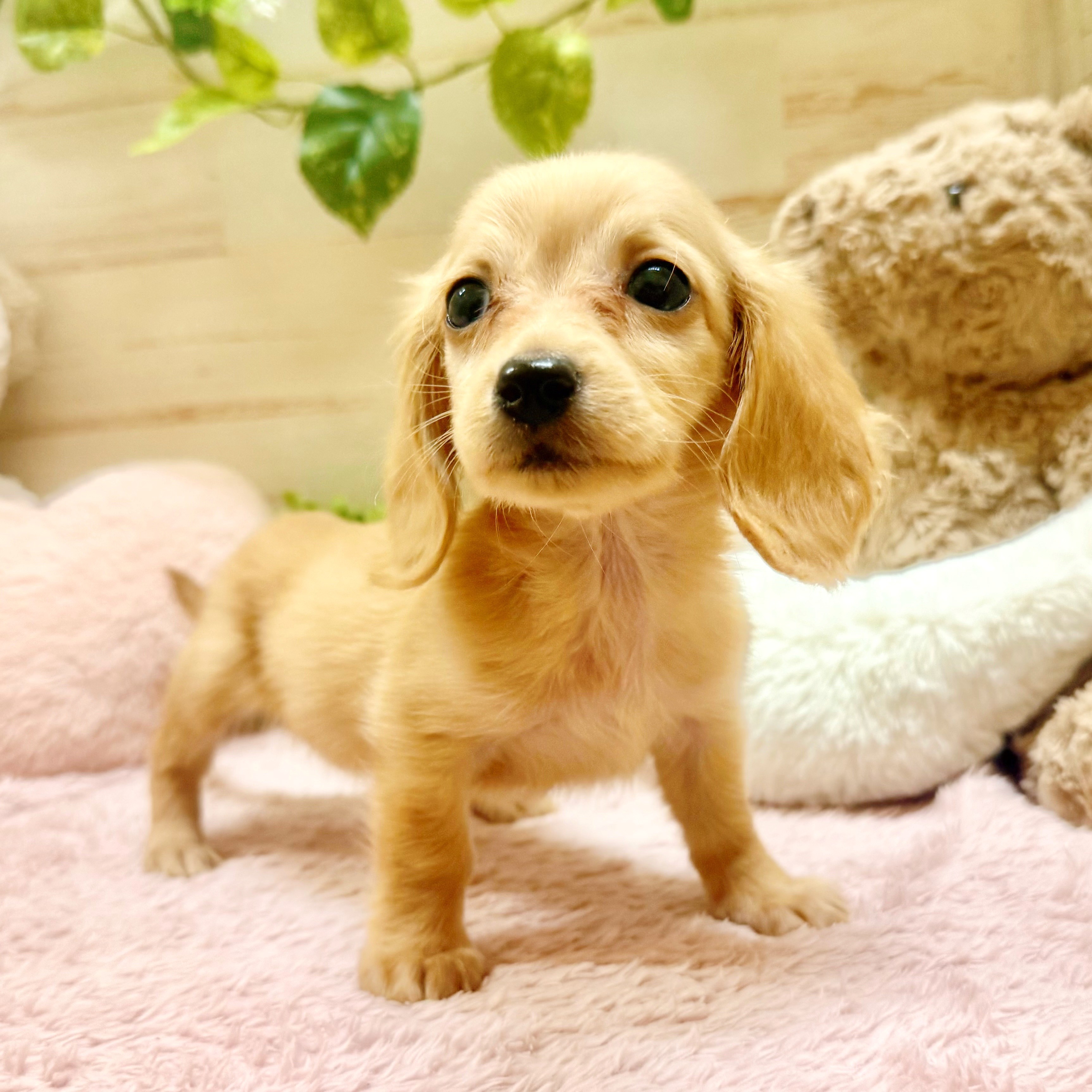 兵庫県のミニチュアダックスフンド(ロング) (犬の家＆猫の里神戸店/2026年1月19日生まれ/女の子/ゴールド)の子犬の4枚目の画像