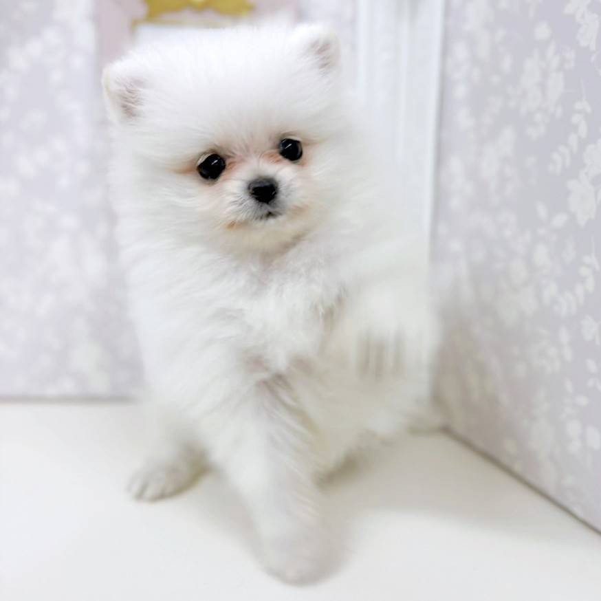 富山県のポメラニアン (犬の家＆猫の里アミーゴ高岡蓮花寺店/2026年1月19日生まれ/女の子/クリーム)の子犬の4枚目の画像