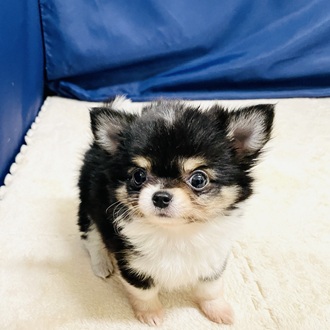 愛知県のチワワ(ロング) (犬の家＆猫の里一宮店/2026年1月20日生まれ/男の子/ブラック、クリームホワイト)の子犬の4枚目の画像