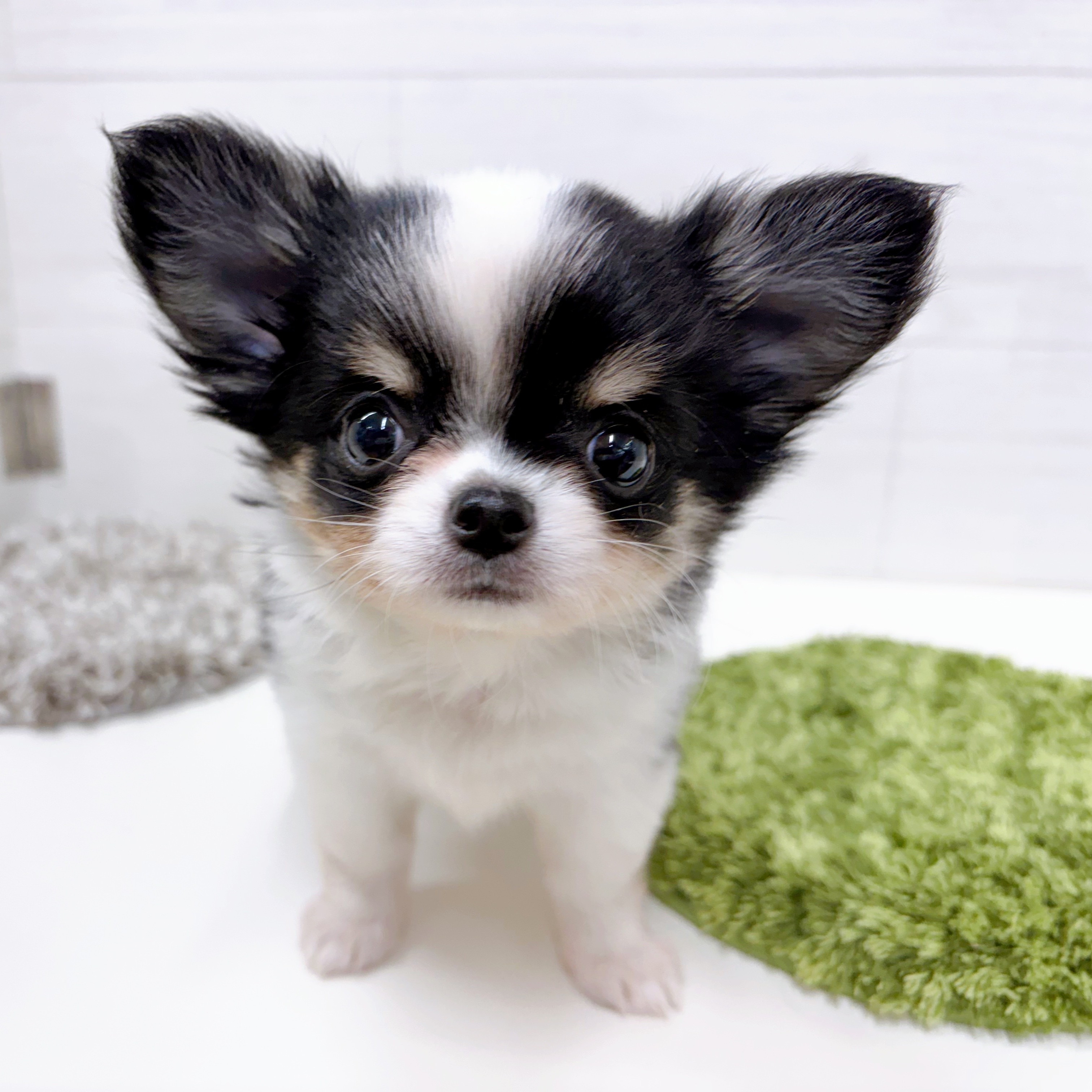石川県のチワワ(ロング) (犬の家＆猫の里アミーゴ金沢おこばた店/2026年1月20日生まれ/女の子/ブラックホワイトクリーム)の子犬の4枚目の画像