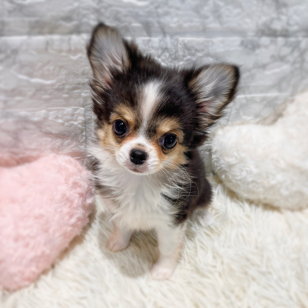 愛知県のチワワ(ロング) (犬の家＆猫の里MiO香久山店/2026年1月20日生まれ/女の子/ブラックホワイトクリーム)の子犬の4枚目の画像