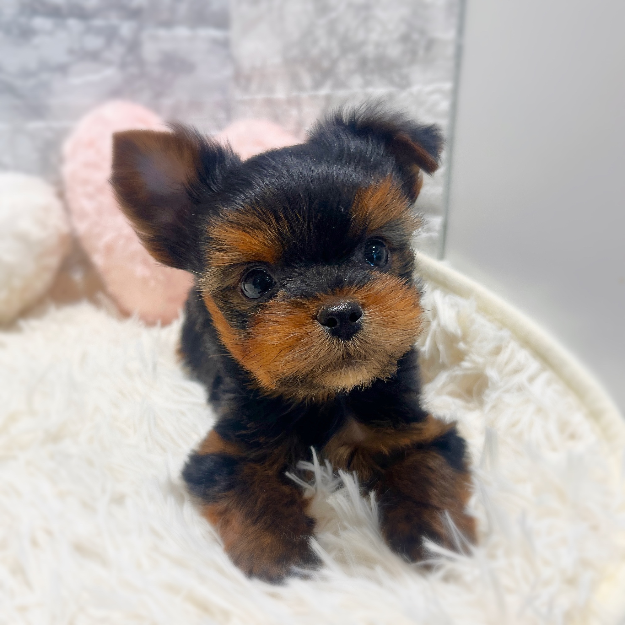 愛知県のヨークシャーテリア (犬の家＆猫の里MiO香久山店/2026年1月18日生まれ/男の子/スチールブルータン)の子犬の4枚目の画像