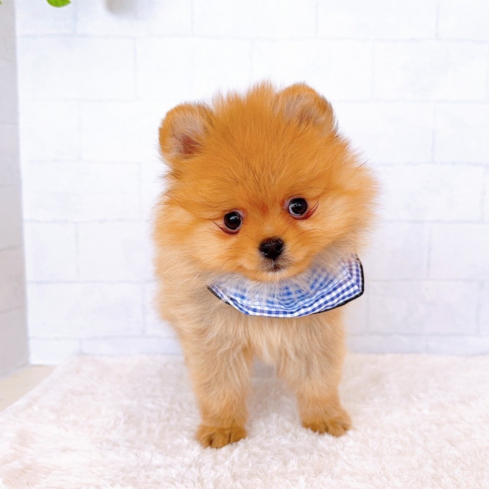 石川県のポメラニアン (犬の家＆猫の里金沢店/2026年1月21日生まれ/男の子/オレンジ)の子犬の4枚目の画像