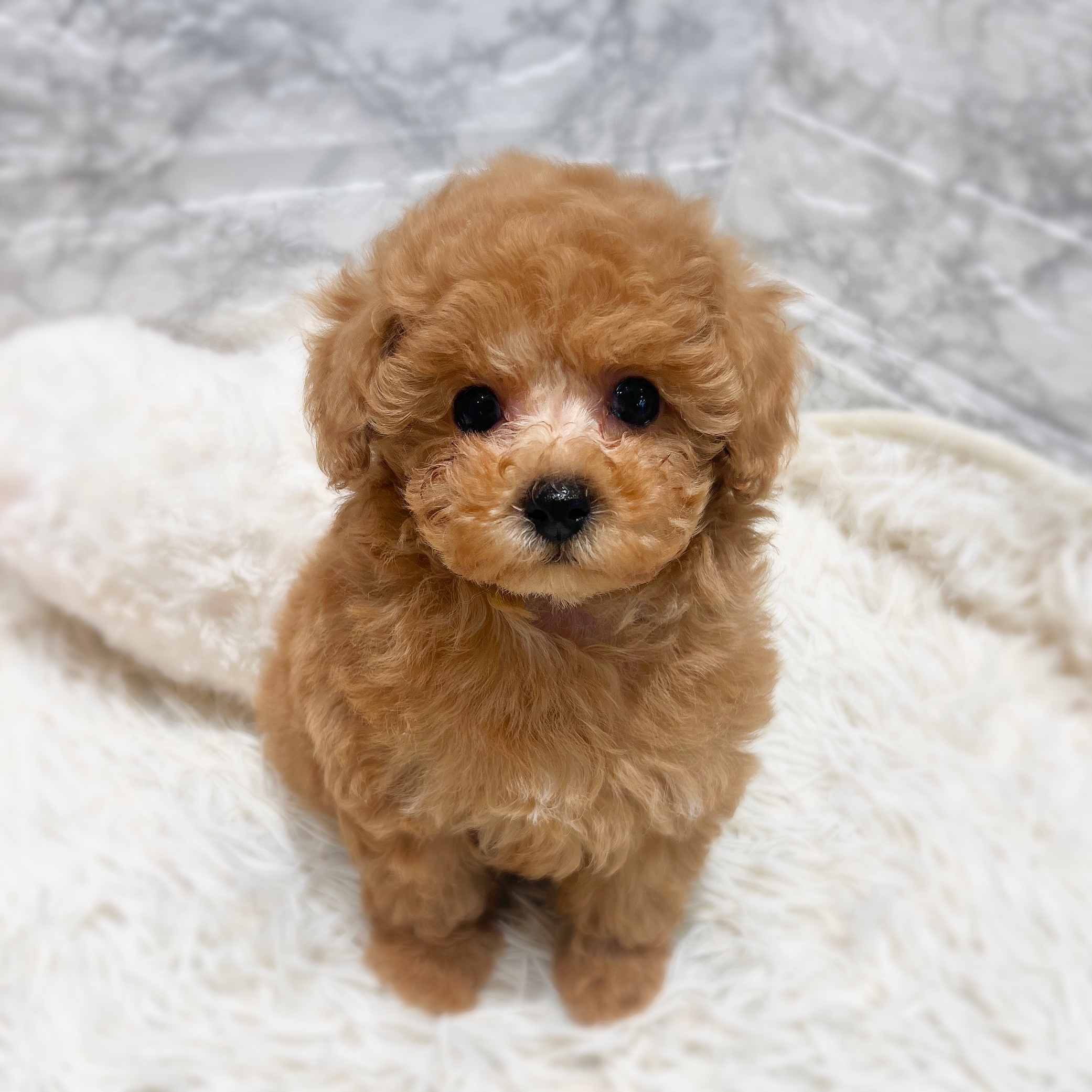 愛知県のトイプードル(トイ) (犬の家＆猫の里MiO香久山店/2026年1月20日生まれ/男の子/オレンジフォーン)の子犬の1枚目の画像