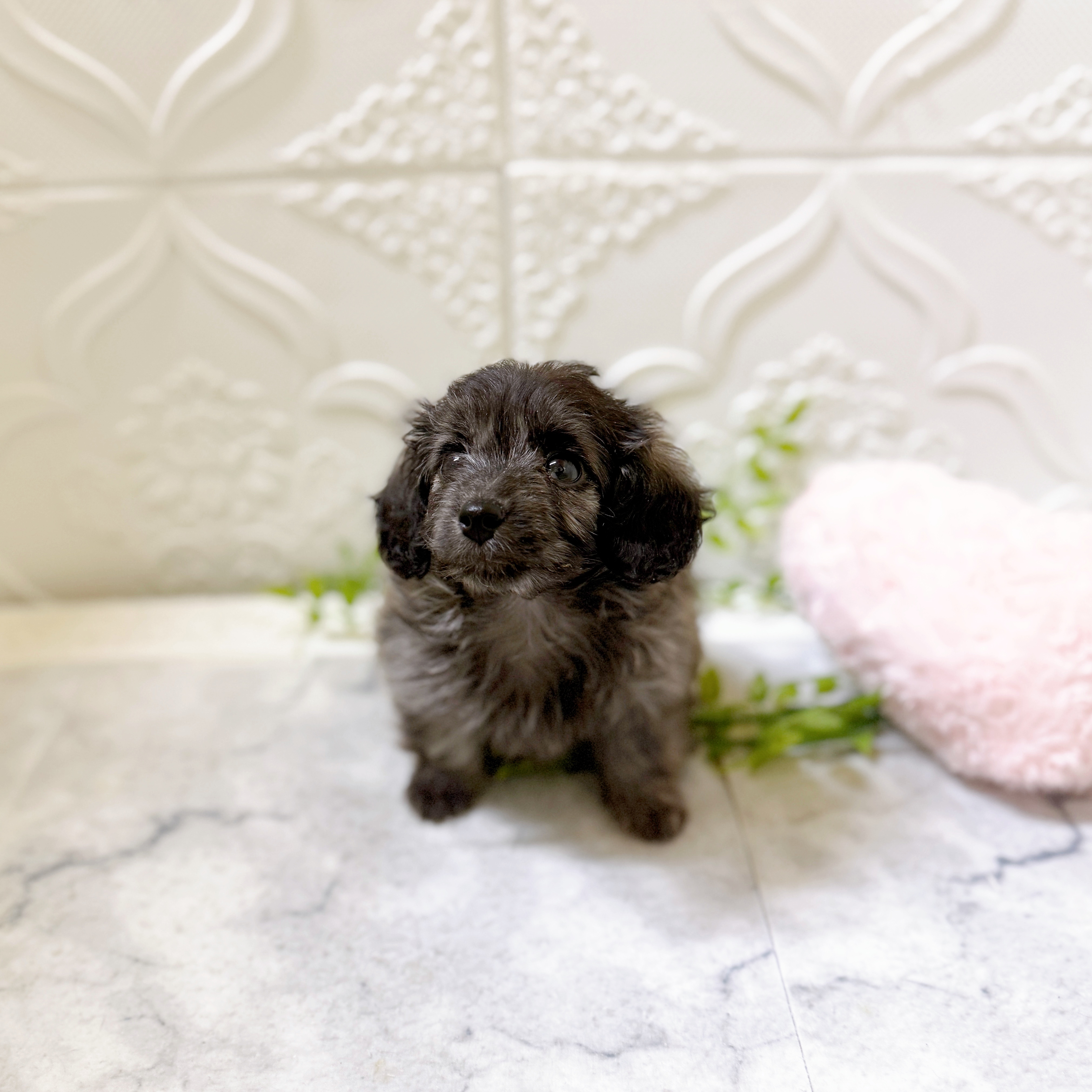 愛知県のダップー(ダックス×プードル) (犬の家＆猫の里安城店/2026年1月20日生まれ/男の子/ブリンドル)の子犬の4枚目の画像