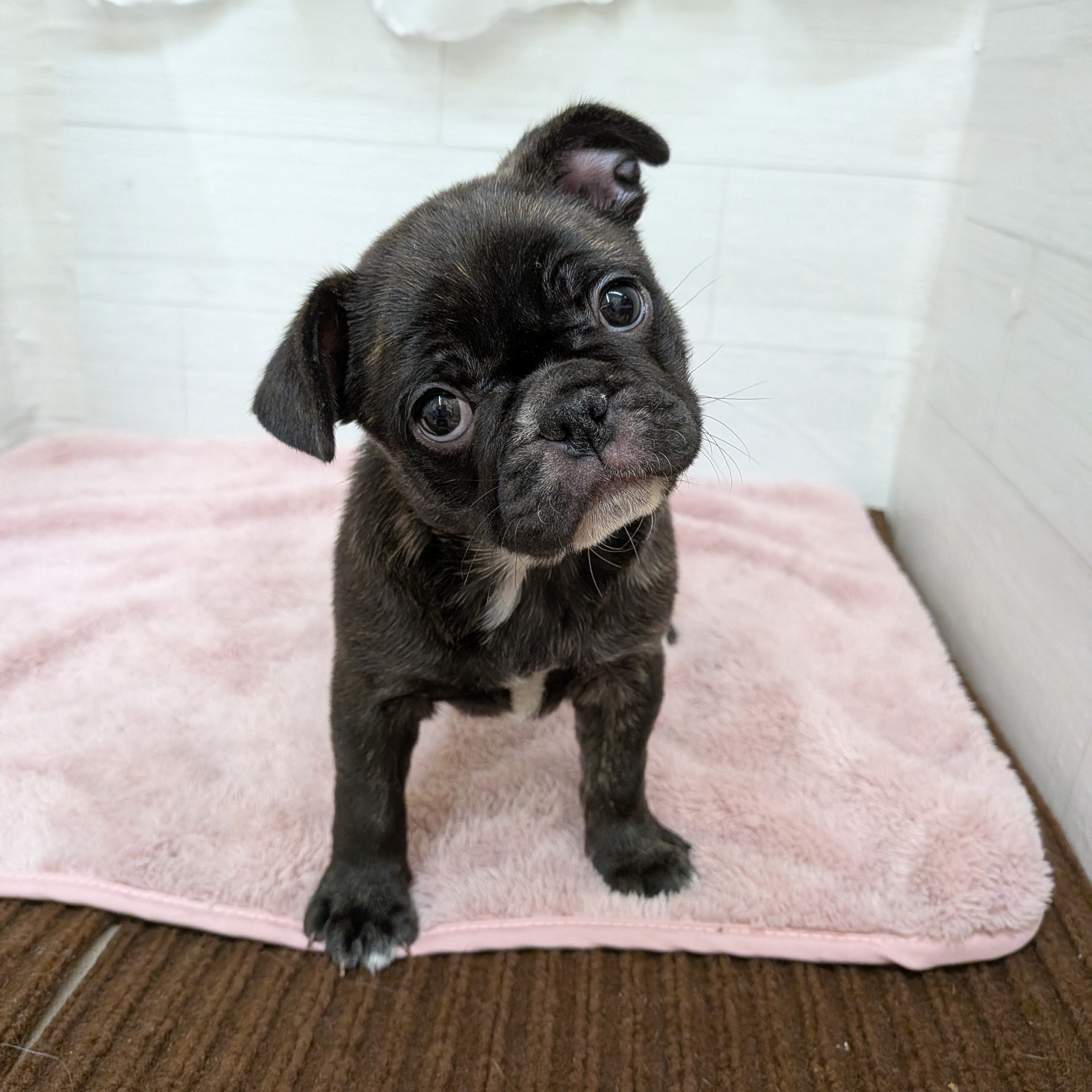 愛知県のフレンチパグ/パグフレンチ(フレンチブルドック×パグ) (犬の家＆猫の里碧南店/2026年1月21日生まれ/女の子/ブリンドル)の子犬の4枚目の画像