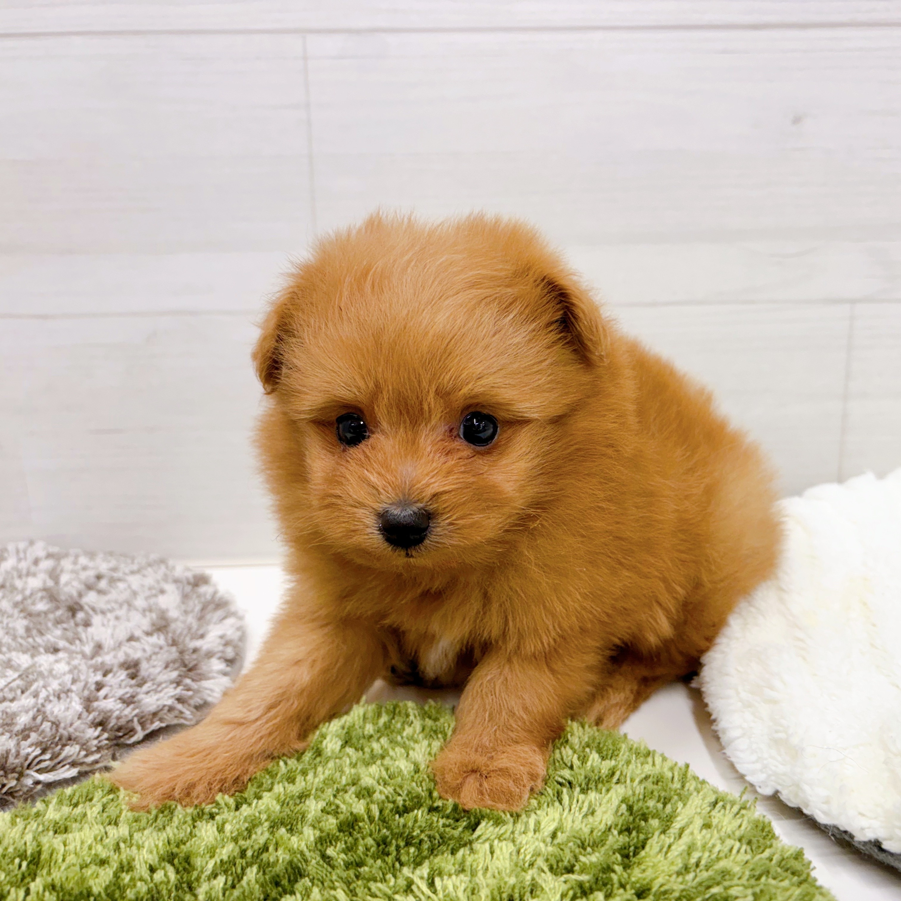 石川県のポメプー(ポメラニアン×プードル) (犬の家＆猫の里アミーゴ金沢おこばた店/2026年1月19日生まれ/男の子/オレンジ)の子犬の4枚目の画像