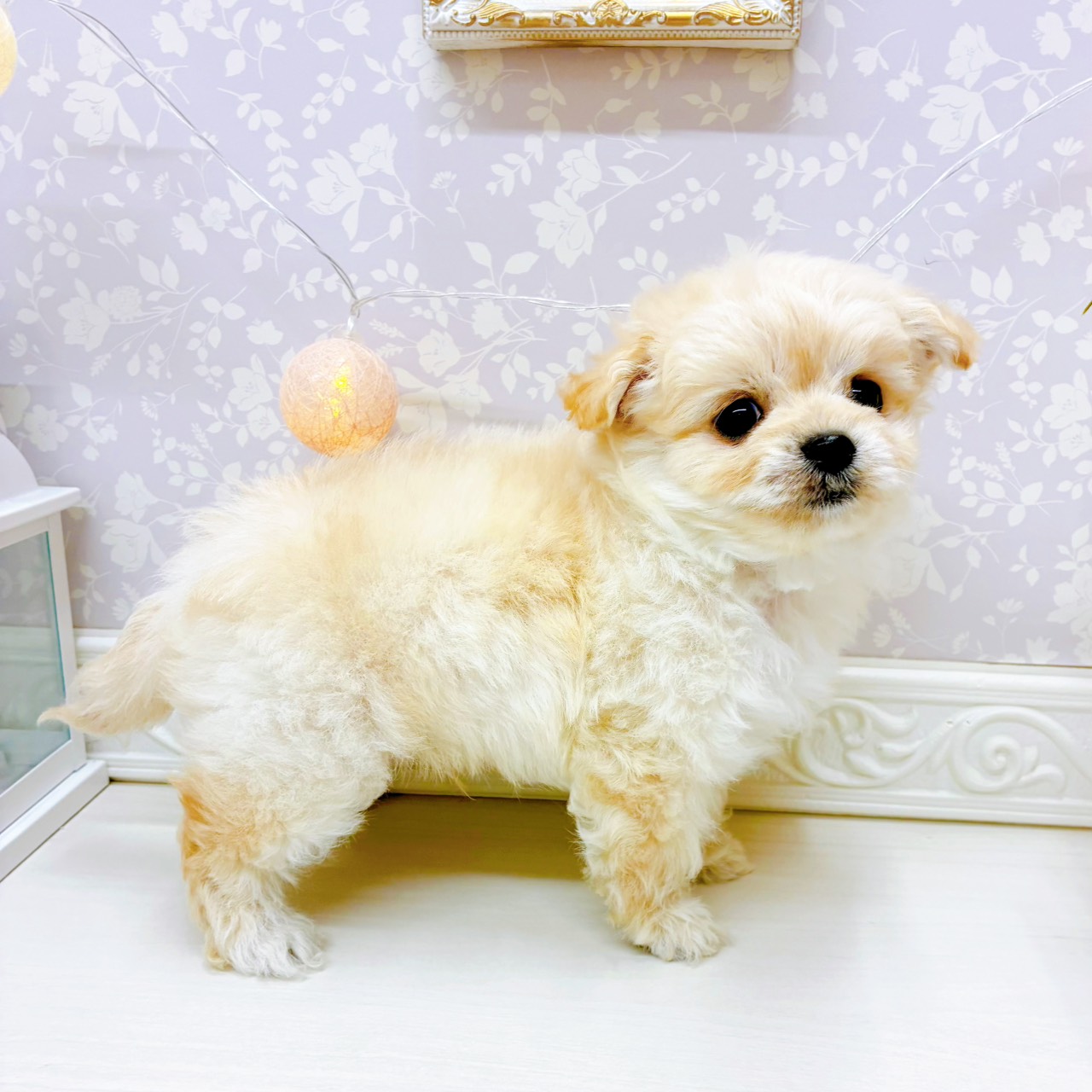 富山県のチワプー/プーチー(チワワ×プードル) (犬の家＆猫の里アミーゴ山室店/2026年1月21日生まれ/男の子/クリーム)の子犬の4枚目の画像