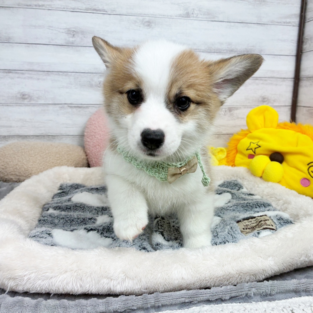 兵庫県のウェルシュコーギーペンブローク (犬の家＆猫の里川西店/2026年1月21日生まれ/男の子/レッドホワイト)の子犬の4枚目の画像
