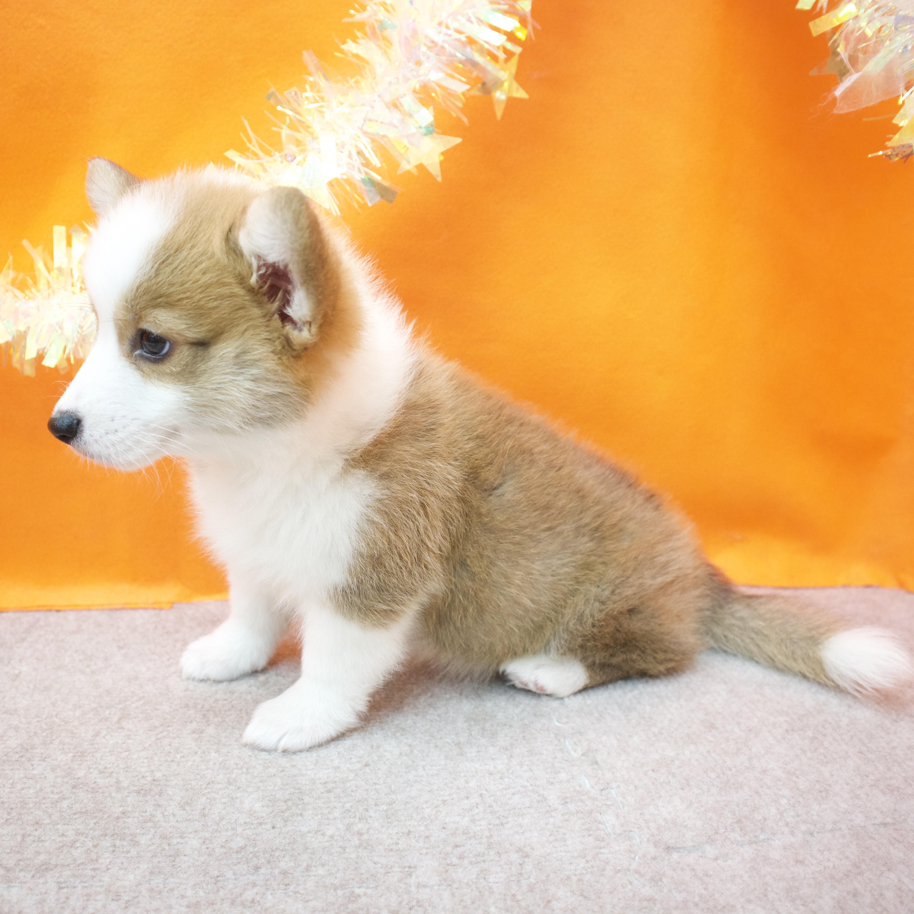 大阪府のウェルシュコーギーペンブローク (犬の家＆猫の里吹田店/2026年1月21日生まれ/女の子/レッドホワイト)の子犬の4枚目の画像