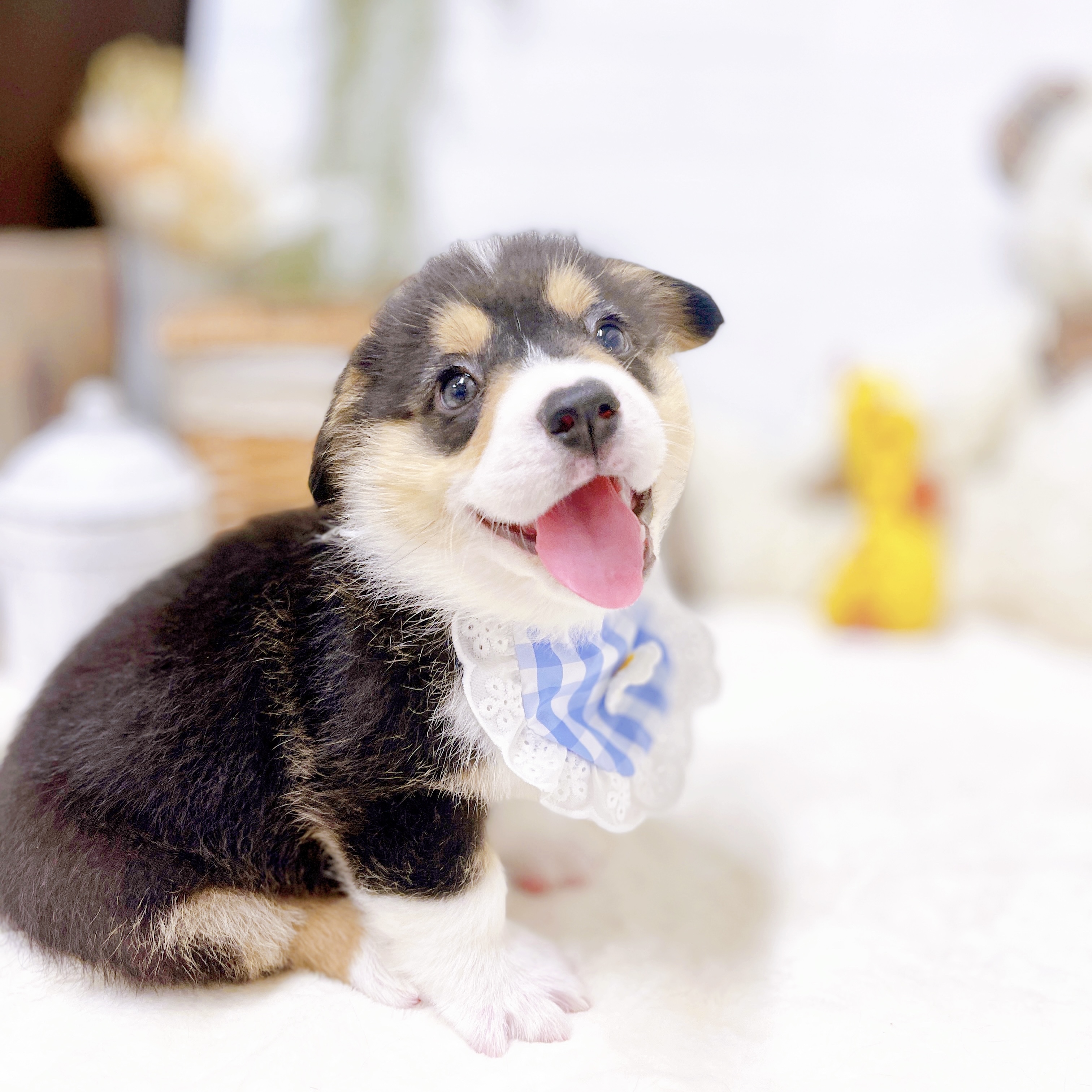 滋賀県のウェルシュコーギーペンブローク (犬の家＆猫の里近江八幡店/2026年1月20日生まれ/男の子/ブラックタンホワイト)の子犬の4枚目の画像