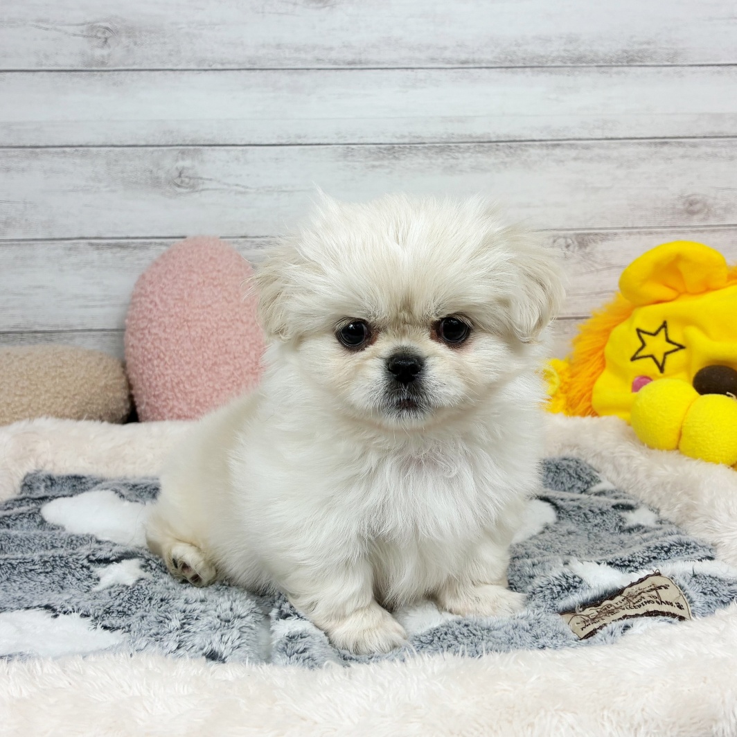 兵庫県のチワペキ/ペキチー/ペキチワ(チワワ×ペキニーズ) (犬の家＆猫の里川西店/2026年1月19日生まれ/男の子/クリームホワイト)の子犬の4枚目の画像