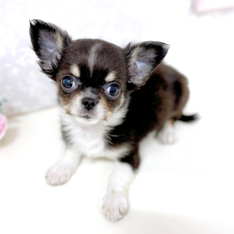 富山県のチワワ(ロング) (犬の家＆猫の里アミーゴ高岡蓮花寺店/2026年1月21日生まれ/男の子/ブラックタン)の子犬の4枚目の画像