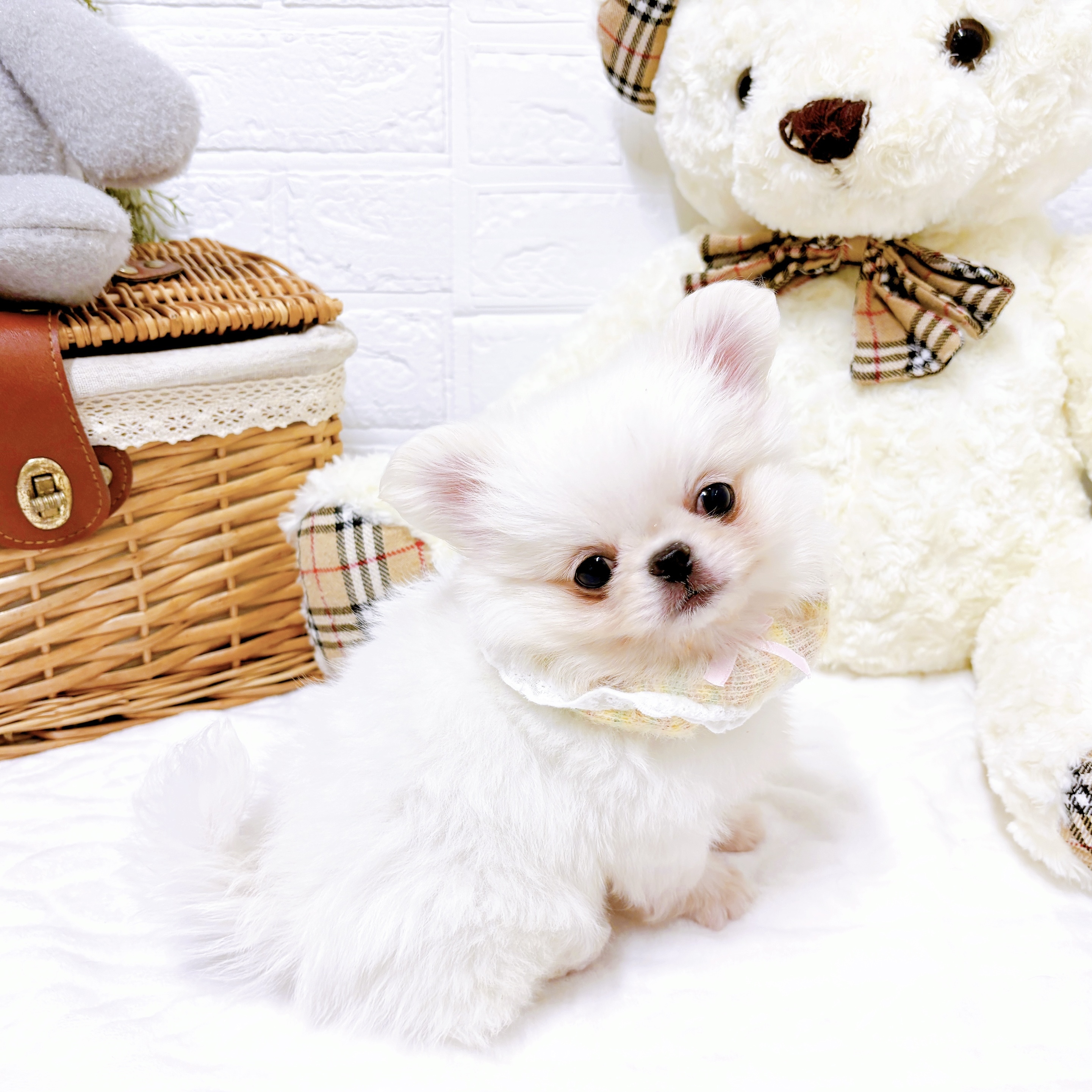 滋賀県のペキポメ/ポメペキ(ペキニーズ×ポメラニアン) (犬の家＆猫の里近江八幡店/2026年1月19日生まれ/男の子/ホワイト)の子犬の4枚目の画像