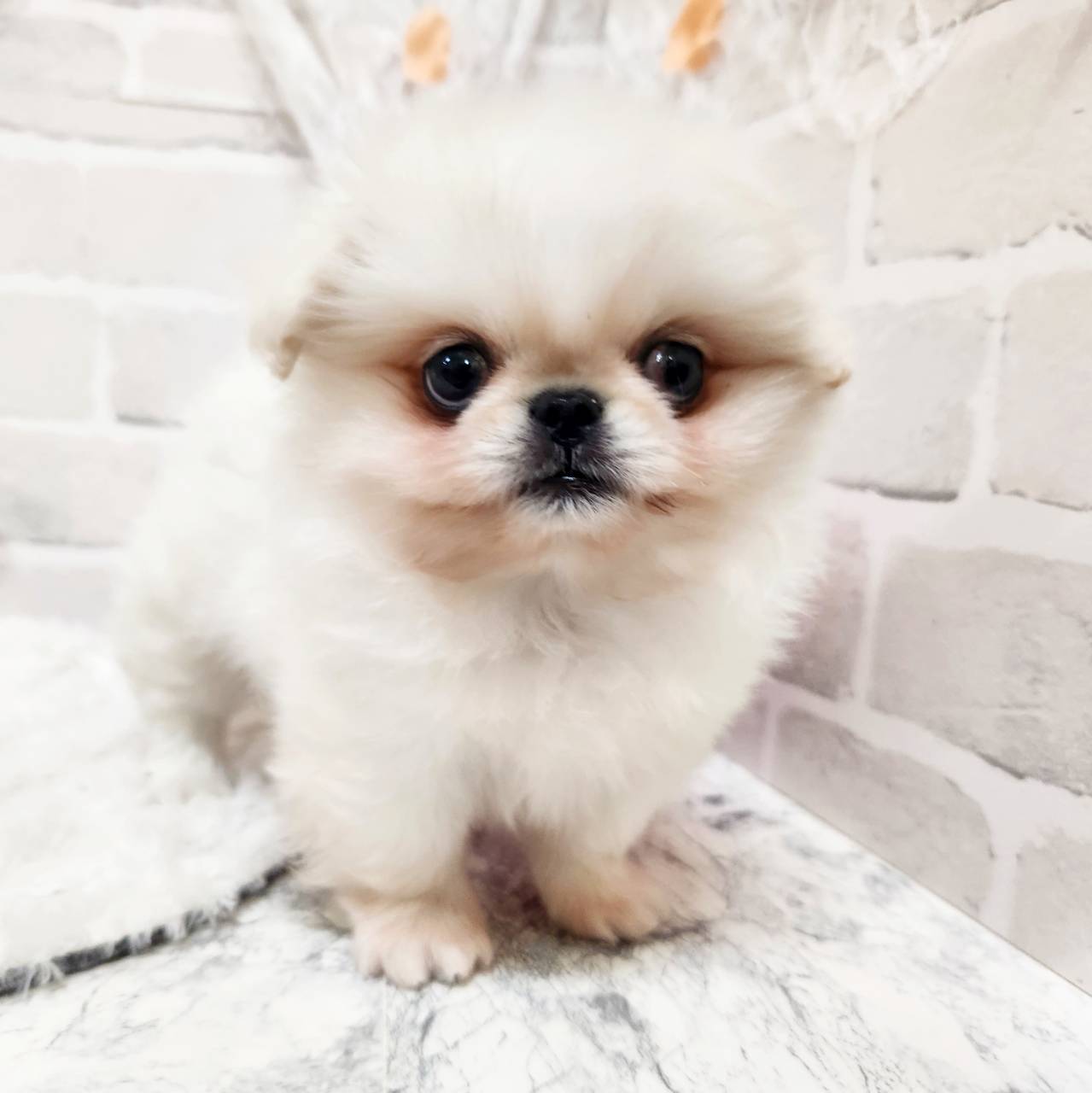 京都府のペキポメ/ポメペキ(ペキニーズ×ポメラニアン) (犬の家＆猫の里京都精華店/2026年1月19日生まれ/男の子/ホワイト)の子犬の4枚目の画像