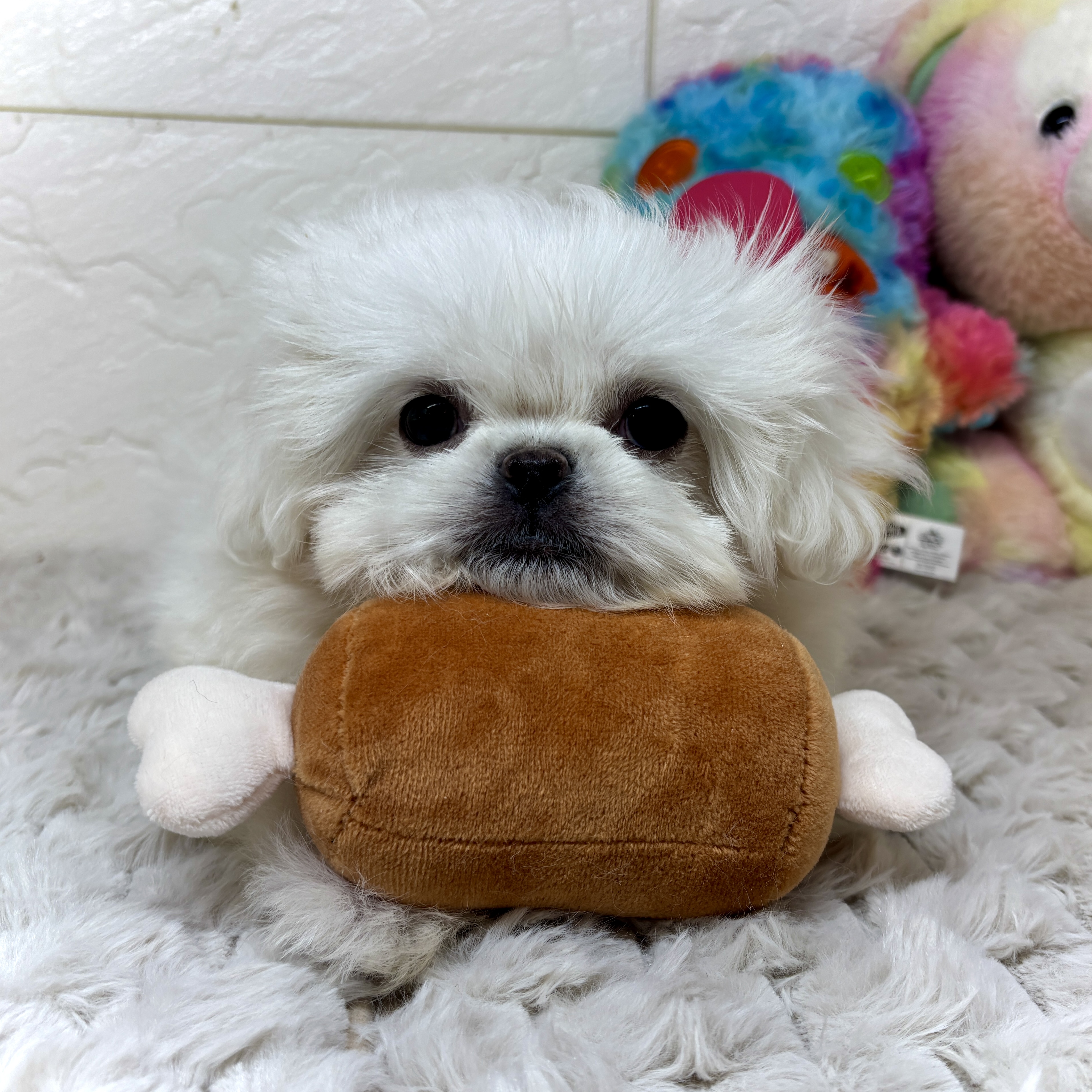 兵庫県のハーフ犬・ミックス犬 (犬の家＆猫の里ゆめタウン姫路店/2026年1月21日生まれ/女の子/ホワイト)の子犬の4枚目の画像