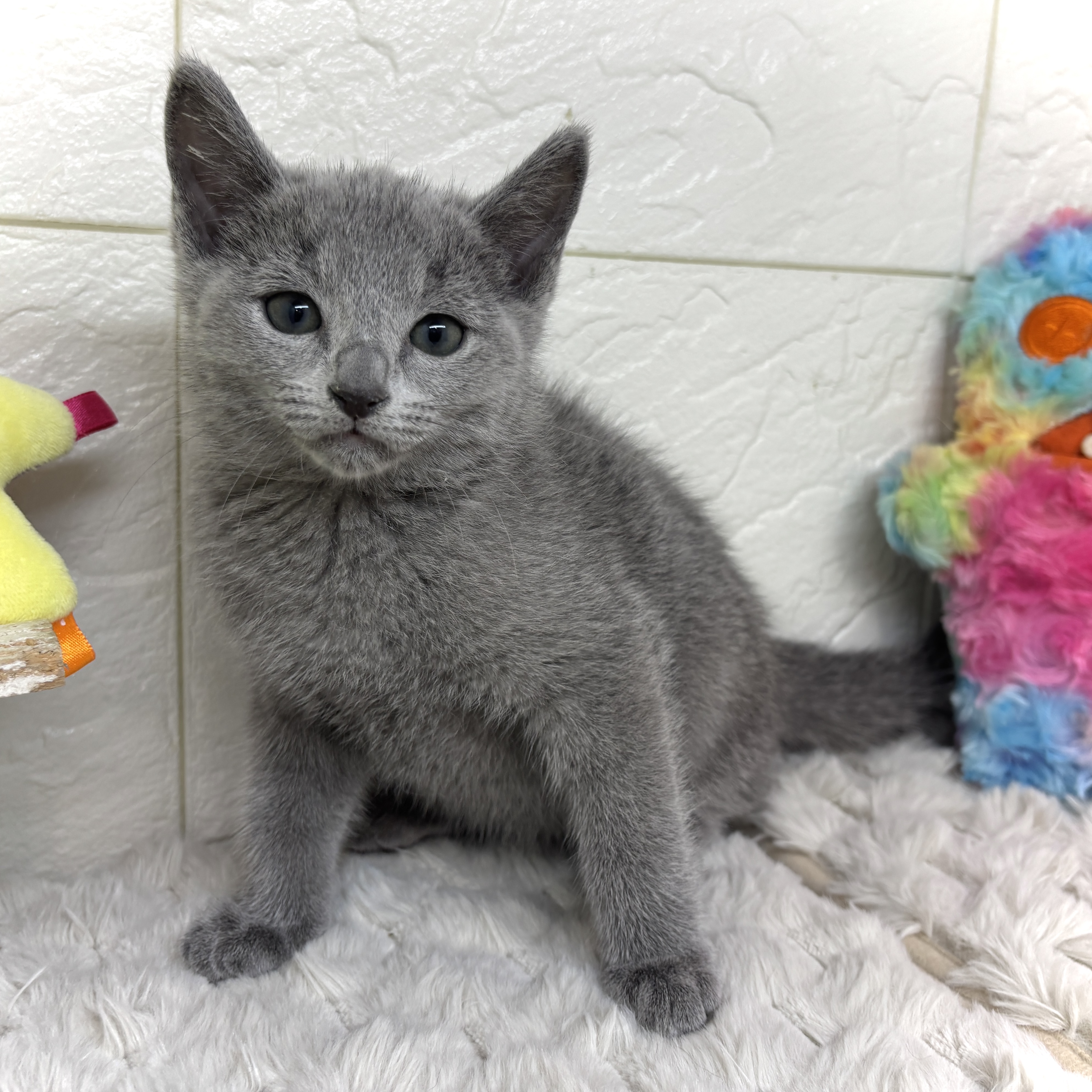 兵庫県のロシアンブルー (犬の家＆猫の里ゆめタウン姫路店/2026年1月21日生まれ/男の子/ブルー)の子猫の4枚目の画像