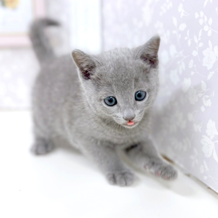 富山県のロシアンブルー (犬の家＆猫の里アミーゴ高岡蓮花寺店/2026年1月21日生まれ/男の子/ブルー)の子猫の4枚目の画像