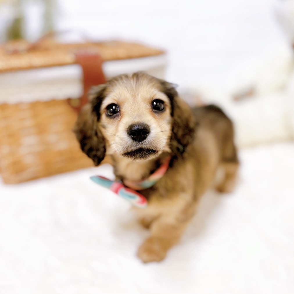 滋賀県のミニチュアダックスフンド(ロング) (犬の家＆猫の里近江八幡店/2026年1月20日生まれ/女の子/レッド)の子犬の4枚目の画像