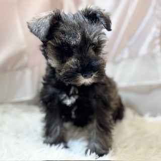 兵庫県のミニチュアシュナウザー (犬の家＆猫の里カナート西神戸店/2026年1月21日生まれ/男の子/ソルトペッパー)の子犬の4枚目の画像