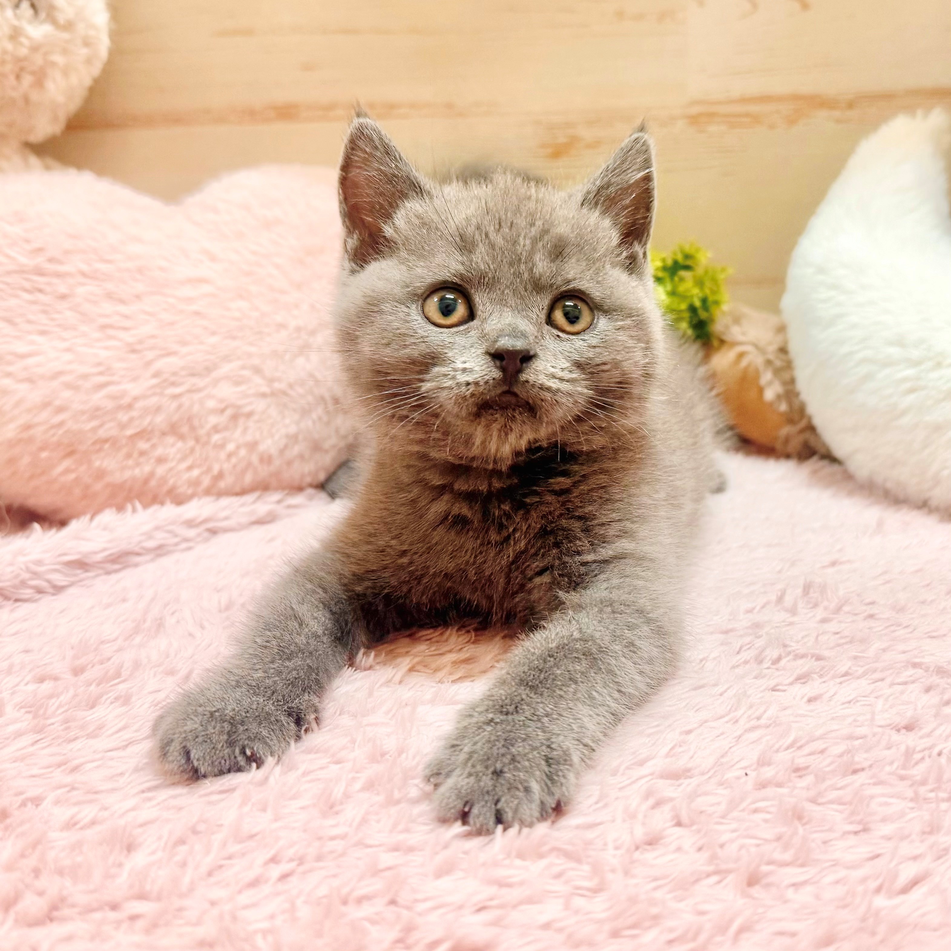 兵庫県のブリティッシュショートヘアー (犬の家＆猫の里神戸店/2026年1月20日生まれ/女の子/ブルー)の子猫の4枚目の画像