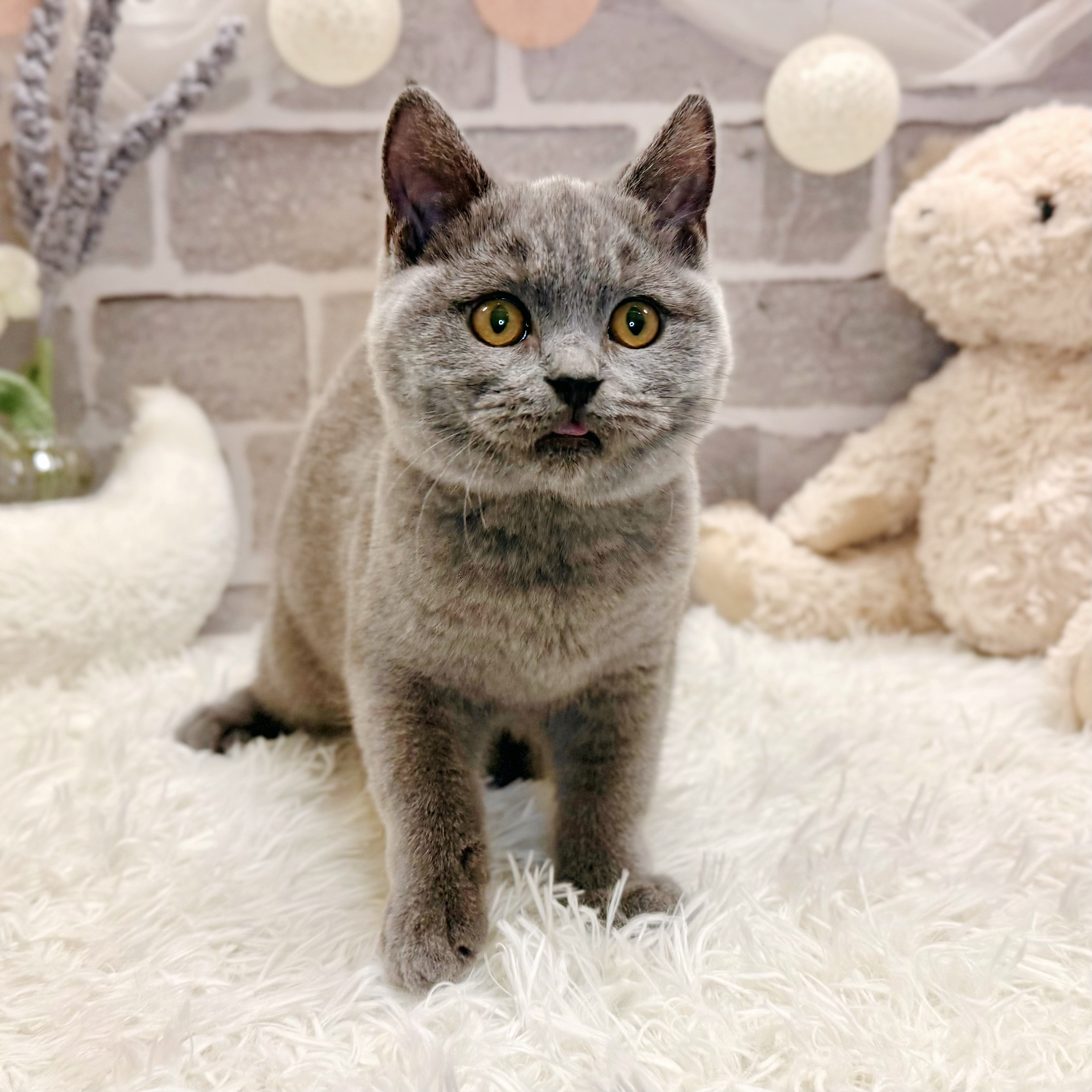 兵庫県のブリティッシュショートヘアー (犬の家＆猫の里神戸店/2026年1月20日生まれ/女の子/ブルー)の子猫の4枚目の画像