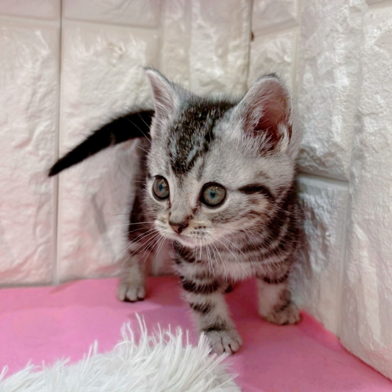 岡山県のアメリカンショートヘアー (犬の家＆猫の里倉敷店/2026年1月20日生まれ/男の子/シルバータビー)の子猫の4枚目の画像