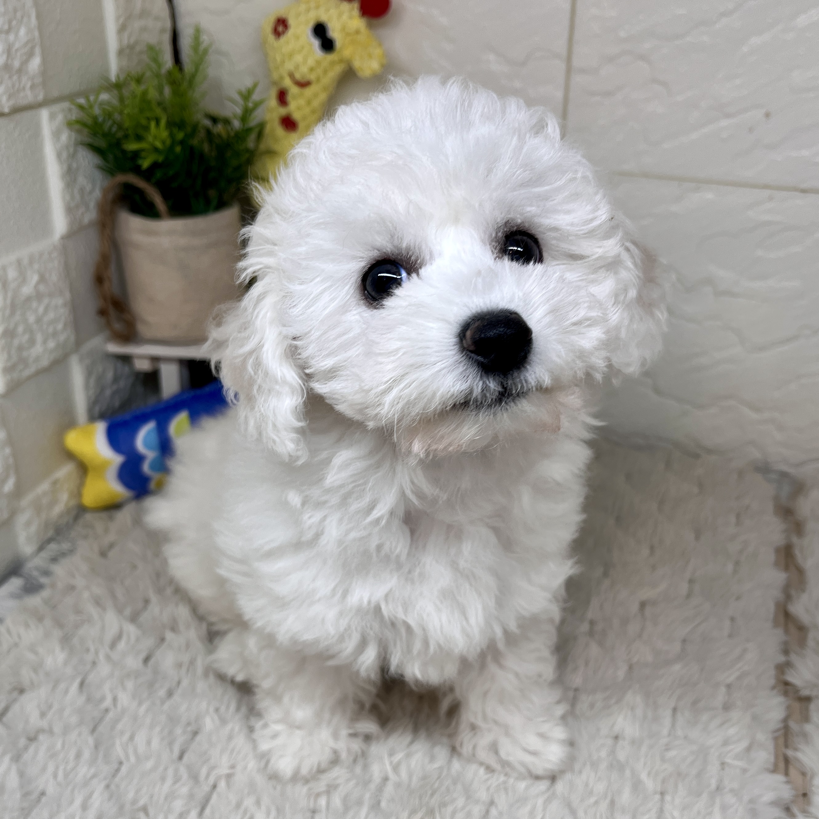 兵庫県のビションフリーゼ (犬の家＆猫の里ゆめタウン姫路店/2026年1月20日生まれ/女の子/ホワイト)の子犬の4枚目の画像