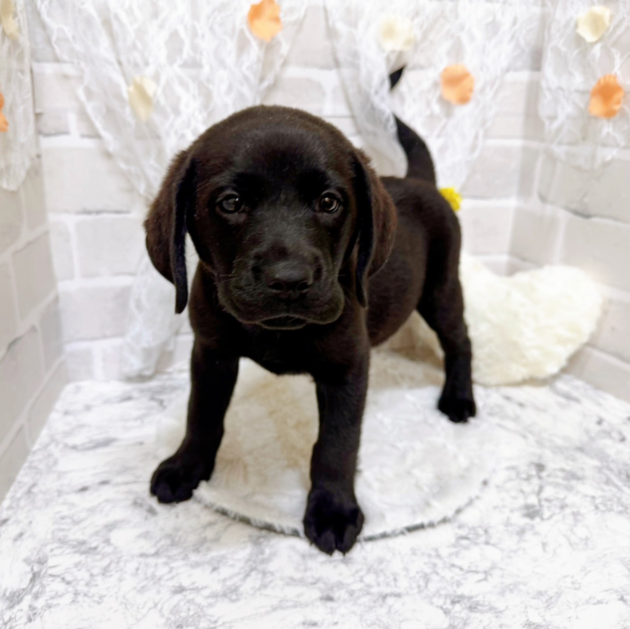 京都府のラブラドールレトリーバー (犬の家＆猫の里京都精華店/2026年1月21日生まれ/男の子/ブラック)の子犬の4枚目の画像