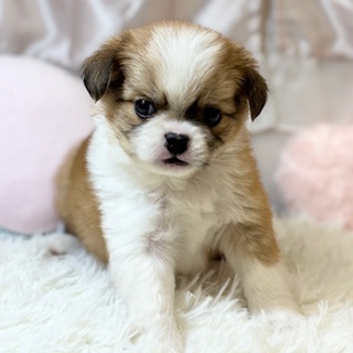 兵庫県のチワペキ/ペキチー/ペキチワ(チワワ×ペキニーズ) (犬の家＆猫の里カナート西神戸店/2026年1月21日生まれ/男の子/レッドホワイト)の子犬の4枚目の画像