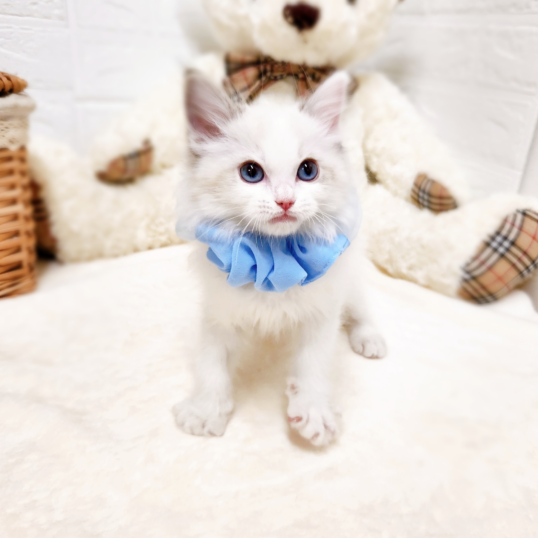 滋賀県のラグドール (犬の家＆猫の里近江八幡店/2026年1月21日生まれ/男の子/シールポイントバイカラー)の子猫の4枚目の画像