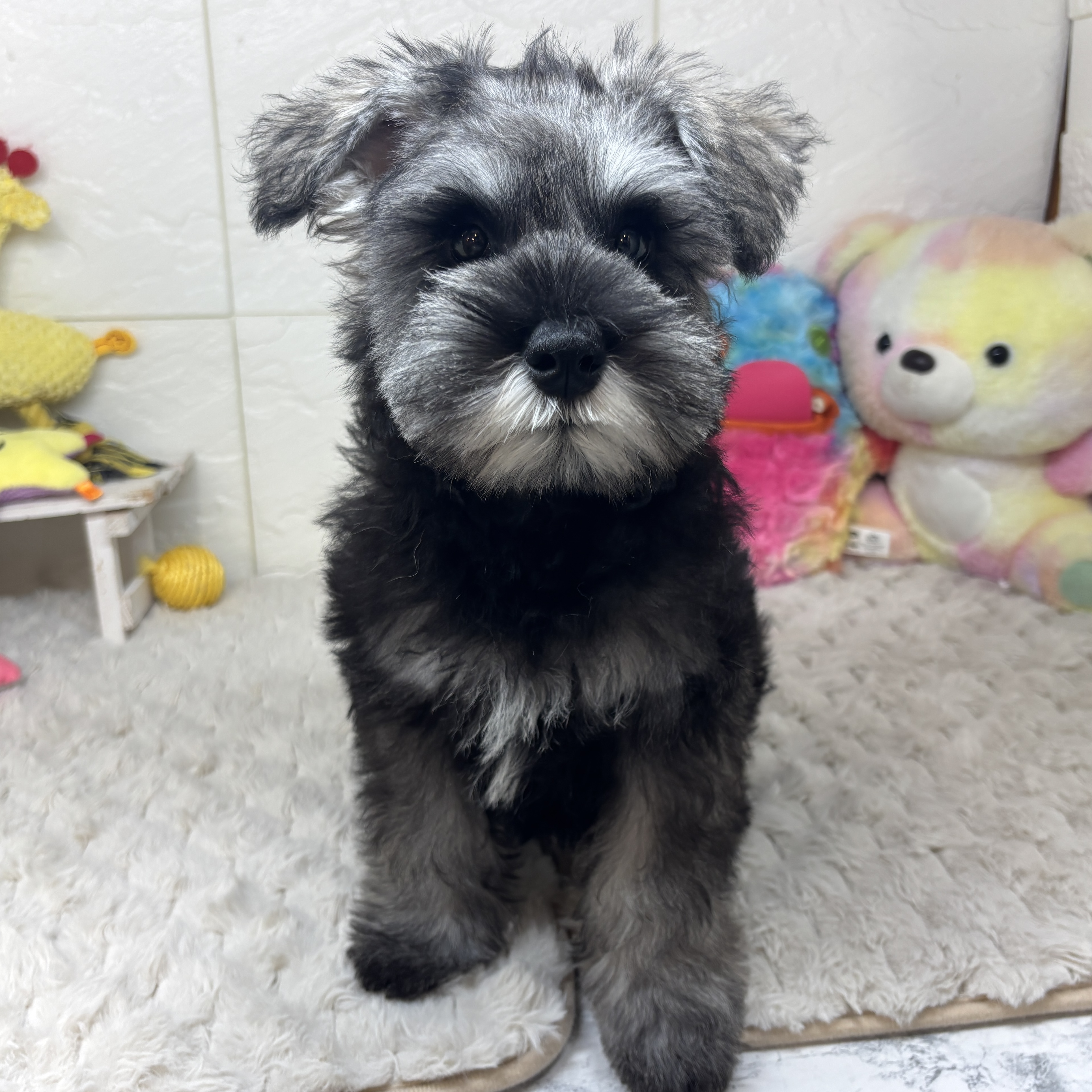 兵庫県のミニチュアシュナウザー (犬の家＆猫の里ゆめタウン姫路店/2026年1月17日生まれ/男の子/ソルトペッパー)の子犬の4枚目の画像