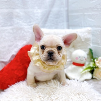滋賀県のフレンチブルドッグ (犬の家＆猫の里長浜店/2026年1月21日生まれ/男の子/クリーム)の子犬の4枚目の画像