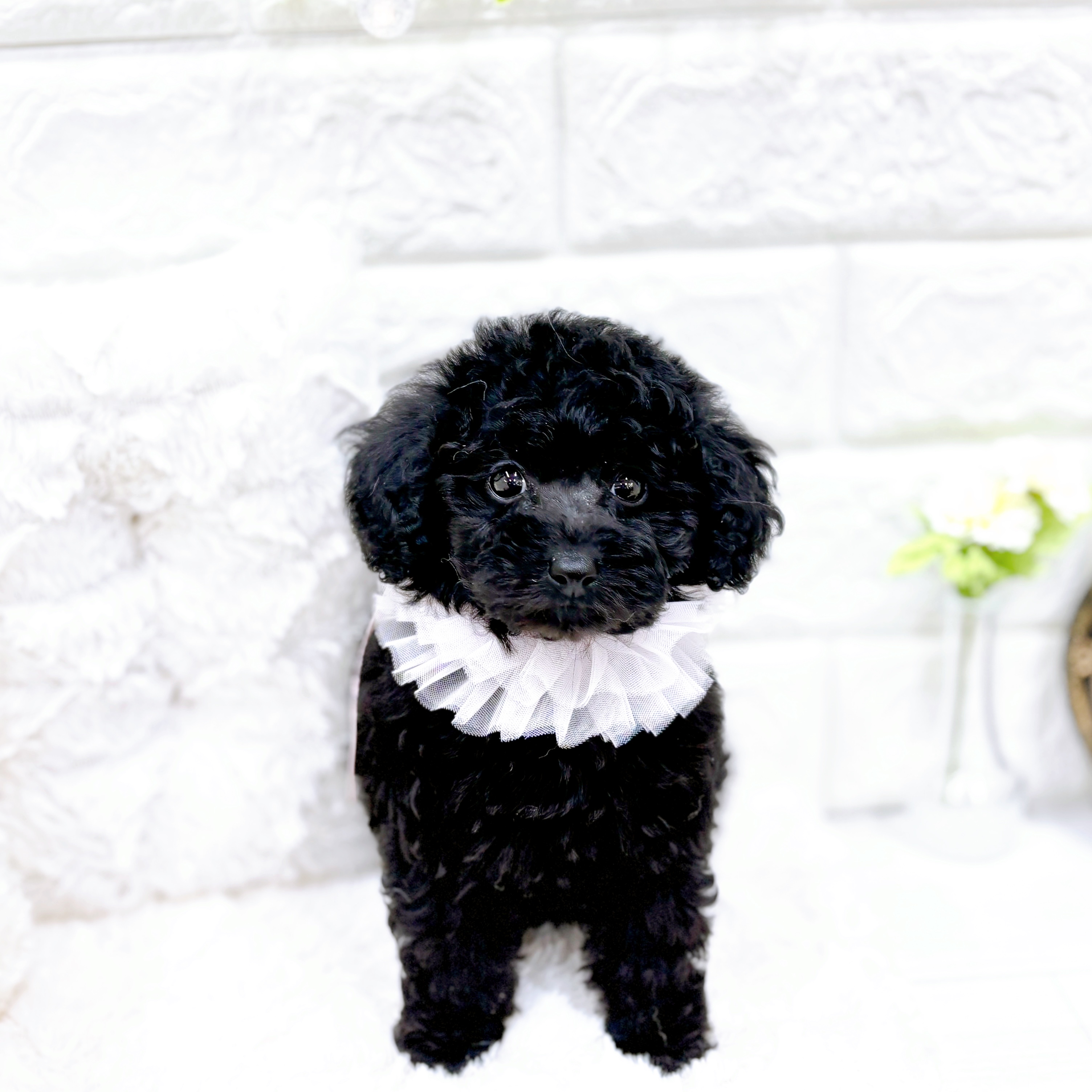 福井県のトイプードル(トイ) (犬の家＆猫の里アミーゴ福井店/2026年1月21日生まれ/女の子/ブラック)の子犬の4枚目の画像