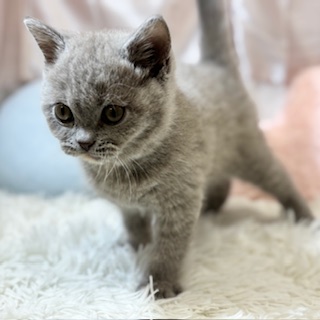 兵庫県のブリティッシュショートヘアー (犬の家＆猫の里カナート西神戸店/2026年1月12日生まれ/女の子/ライラック＆クリーム)の子猫の4枚目の画像