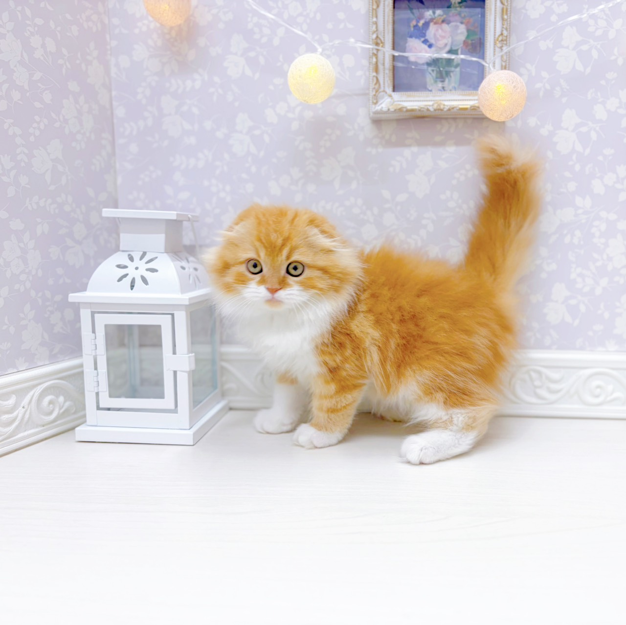 富山県のスコティッシュフォールド (犬の家＆猫の里アミーゴ山室店/2026年1月19日生まれ/男の子/レッドタビーホワイト)の子猫の4枚目の画像