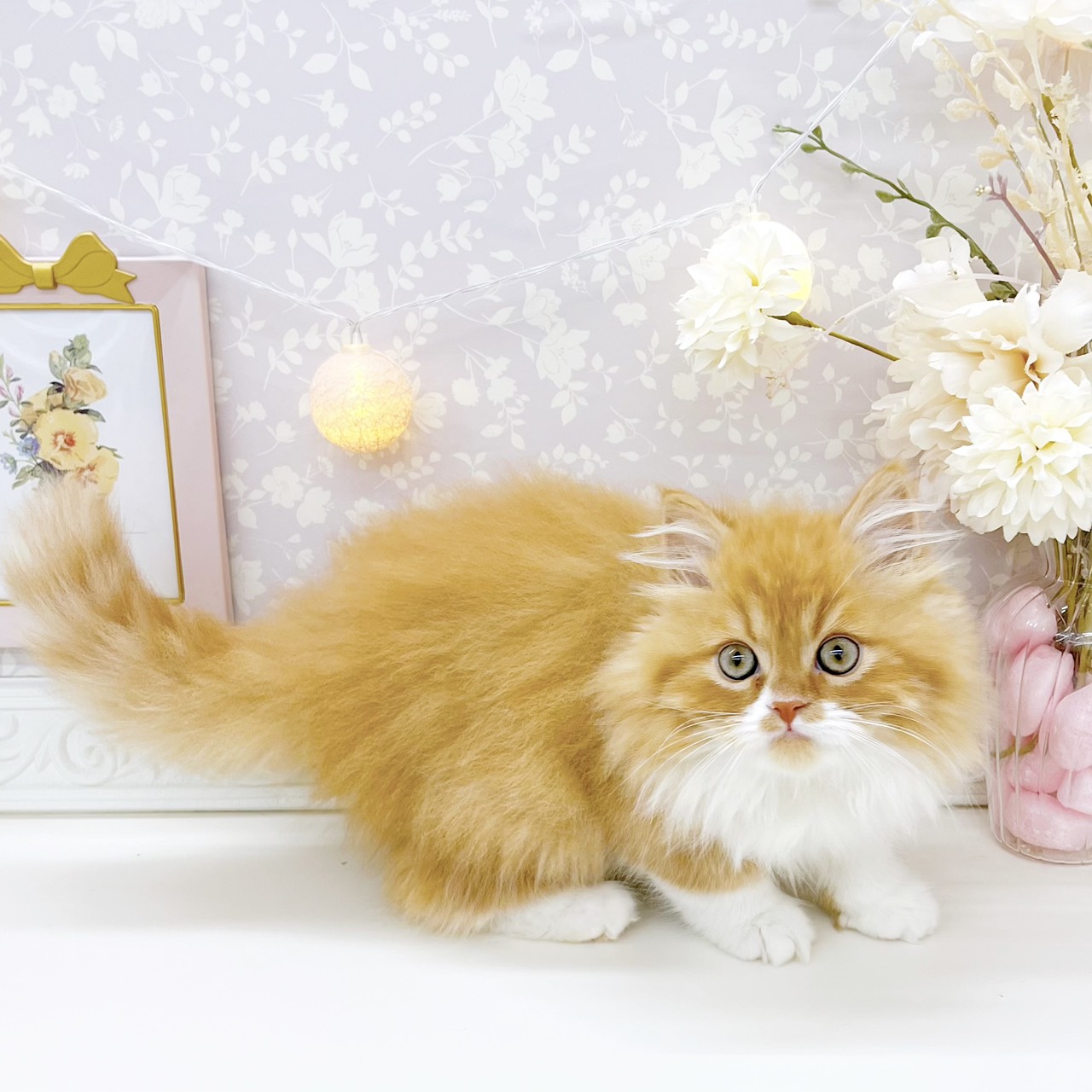 富山県のスコティッシュフォールド (犬の家＆猫の里富山店/2026年1月19日生まれ/男の子/レッドタビーホワイト)の子猫の4枚目の画像