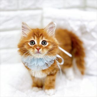 福井県のサイベリアン (犬の家＆猫の里アミーゴ福井店/2026年1月13日生まれ/男の子/レッドタビーホワイト)の子猫の4枚目の画像