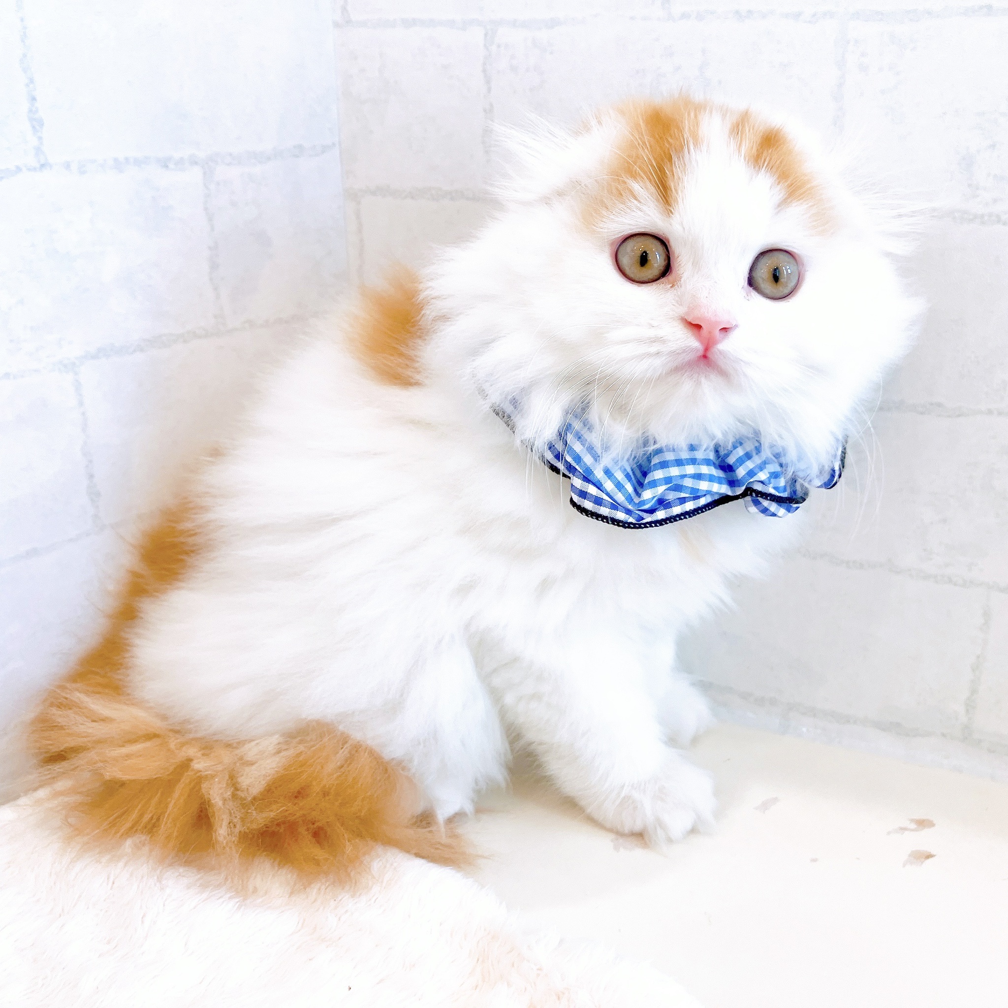 石川県のスコティッシュフォールド (犬の家＆猫の里金沢店/2026年1月18日生まれ/男の子/レッドタビーホワイト)の子猫の4枚目の画像