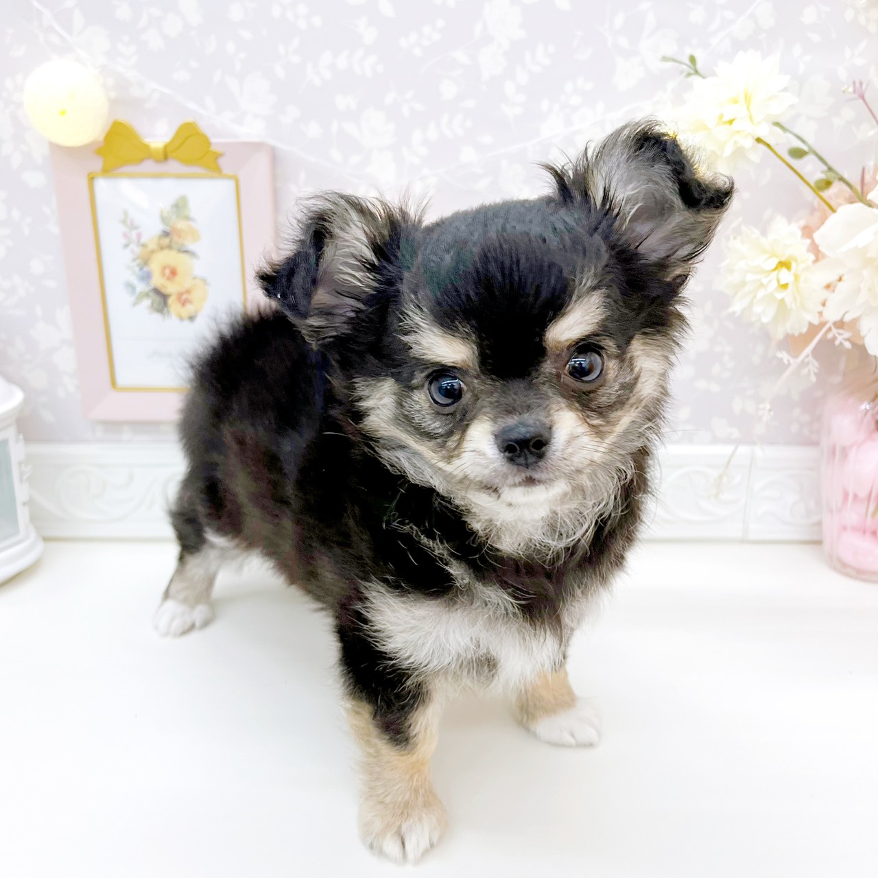 富山県のチワワ(ロング) (犬の家＆猫の里富山店/2026年1月20日生まれ/男の子/ブラックタンホワイト)の子犬の4枚目の画像