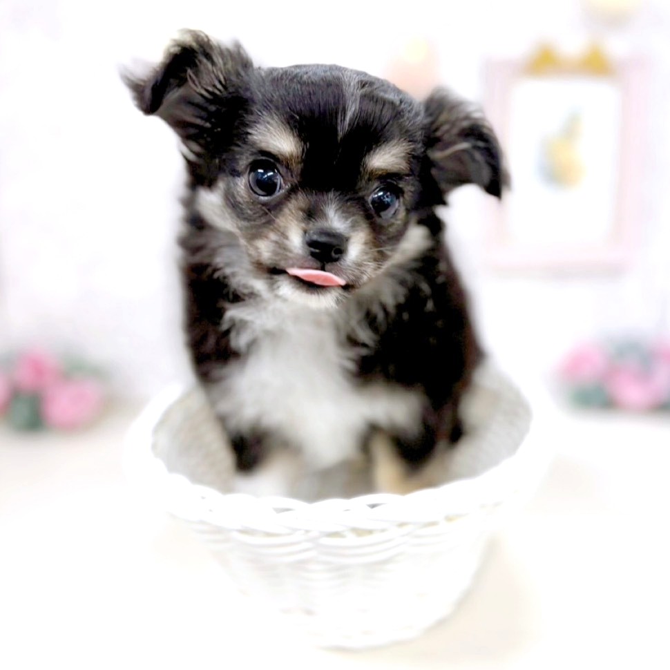 富山県のチワワ(ロング) (犬の家＆猫の里アミーゴ高岡蓮花寺店/2026年1月20日生まれ/女の子/ブラックタンホワイト)の子犬の4枚目の画像