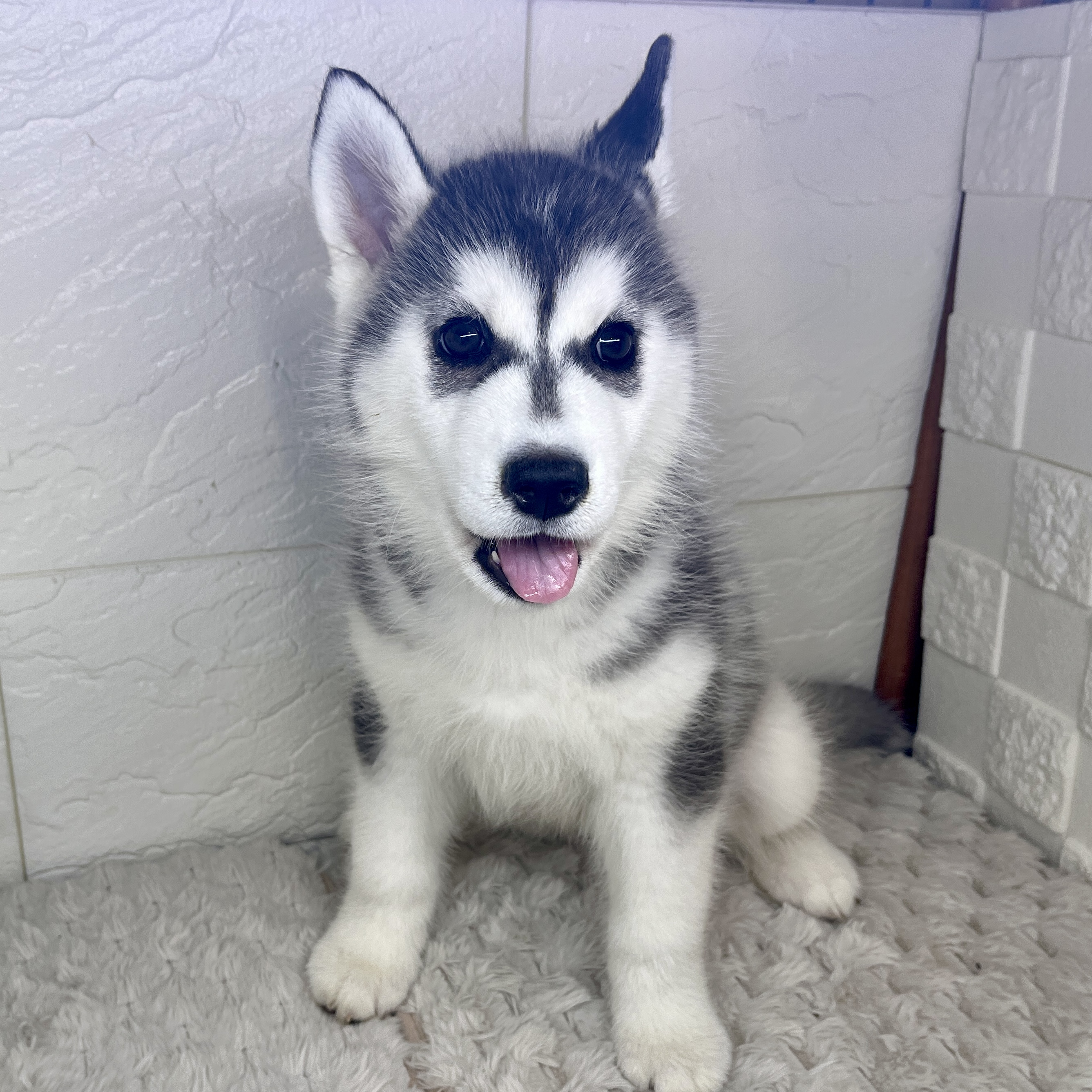 兵庫県のシベリアンハスキー (犬の家＆猫の里ゆめタウン姫路店/2026年1月22日生まれ/女の子/ブラックホワイト)の子犬の4枚目の画像