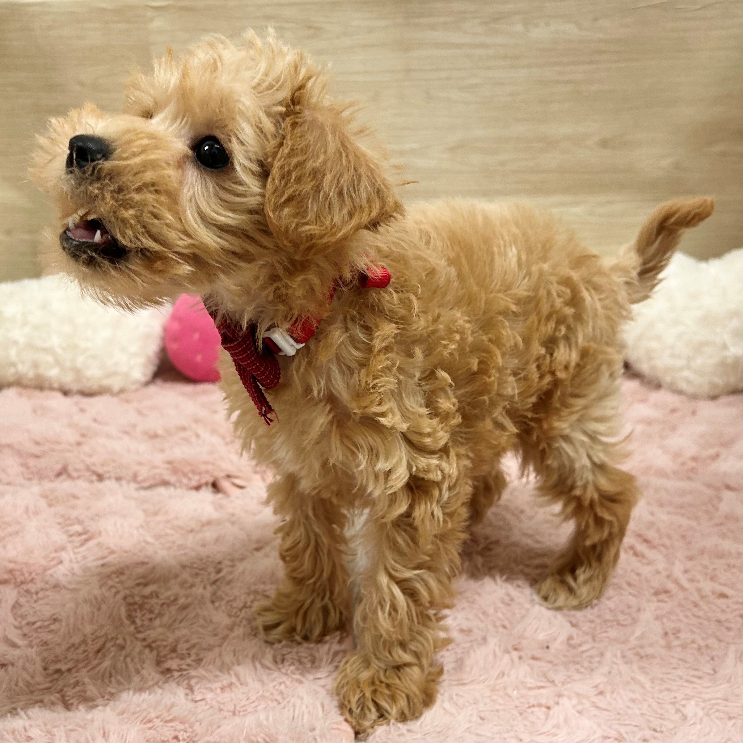 大阪府のシュナプー(シュナウザー×プードル) (犬の家＆猫の里そよら東岸和田店/2026年1月22日生まれ/女の子/アプリコット)の子犬の4枚目の画像