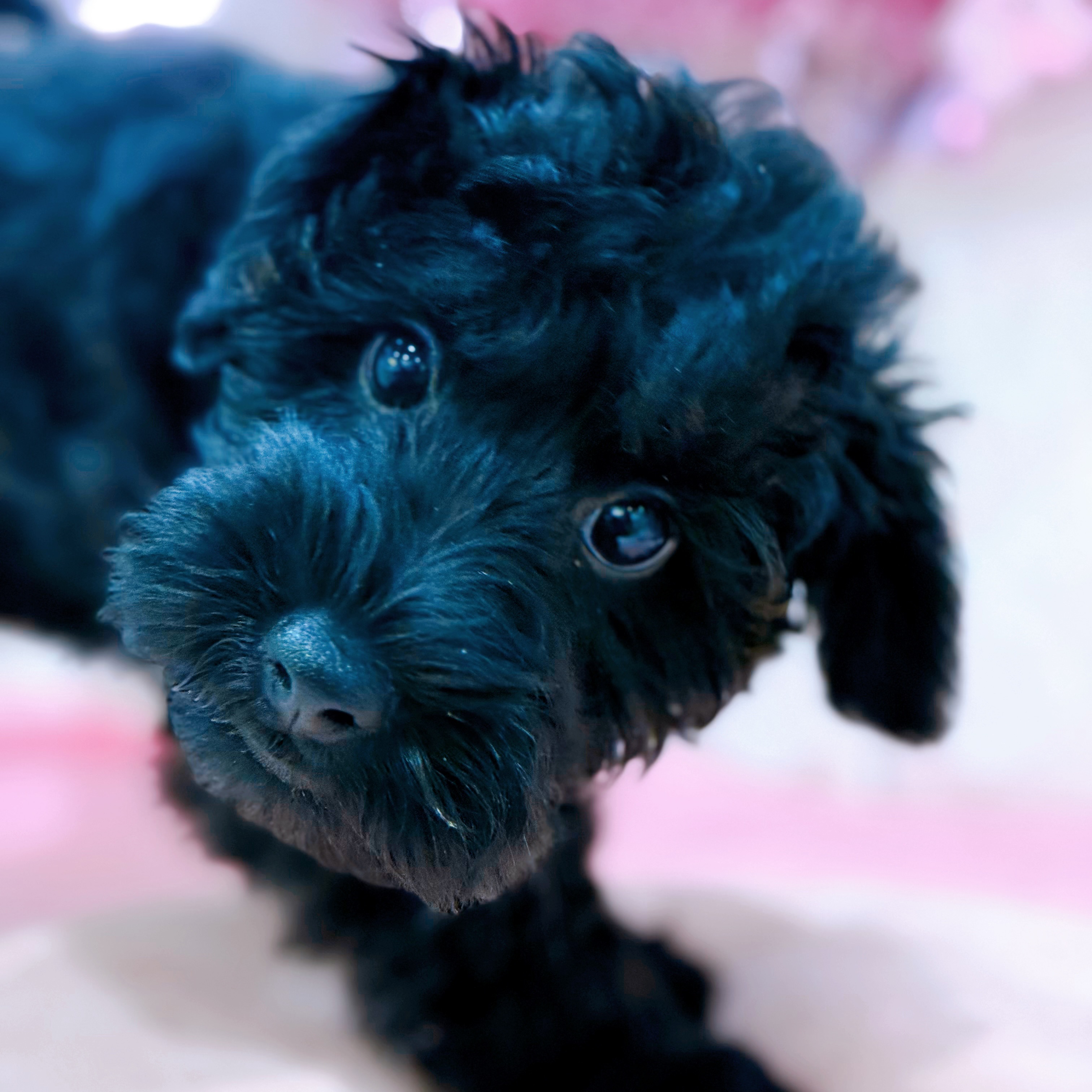 岡山県のシュナプー(シュナウザー×プードル) (犬の家＆猫の里倉敷店/2026年1月22日生まれ/男の子/ブラック)の子犬の4枚目の画像