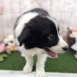 神奈川県のボーダーコリー (犬の家＆猫の里小田原店/2026年1月21日生まれ/男の子/ブラックホワイト)の子犬の4枚目の画像