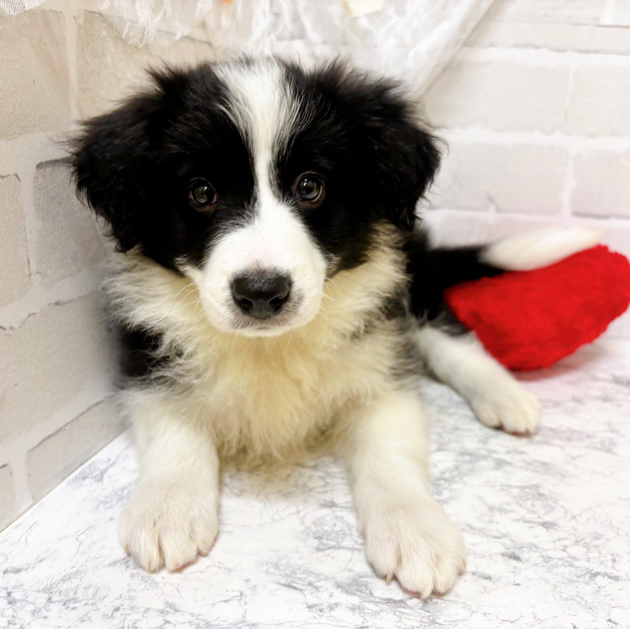 京都府のボーダーコリー (犬の家＆猫の里京都精華店/2026年1月21日生まれ/女の子/ブラックホワイト)の子犬の4枚目の画像