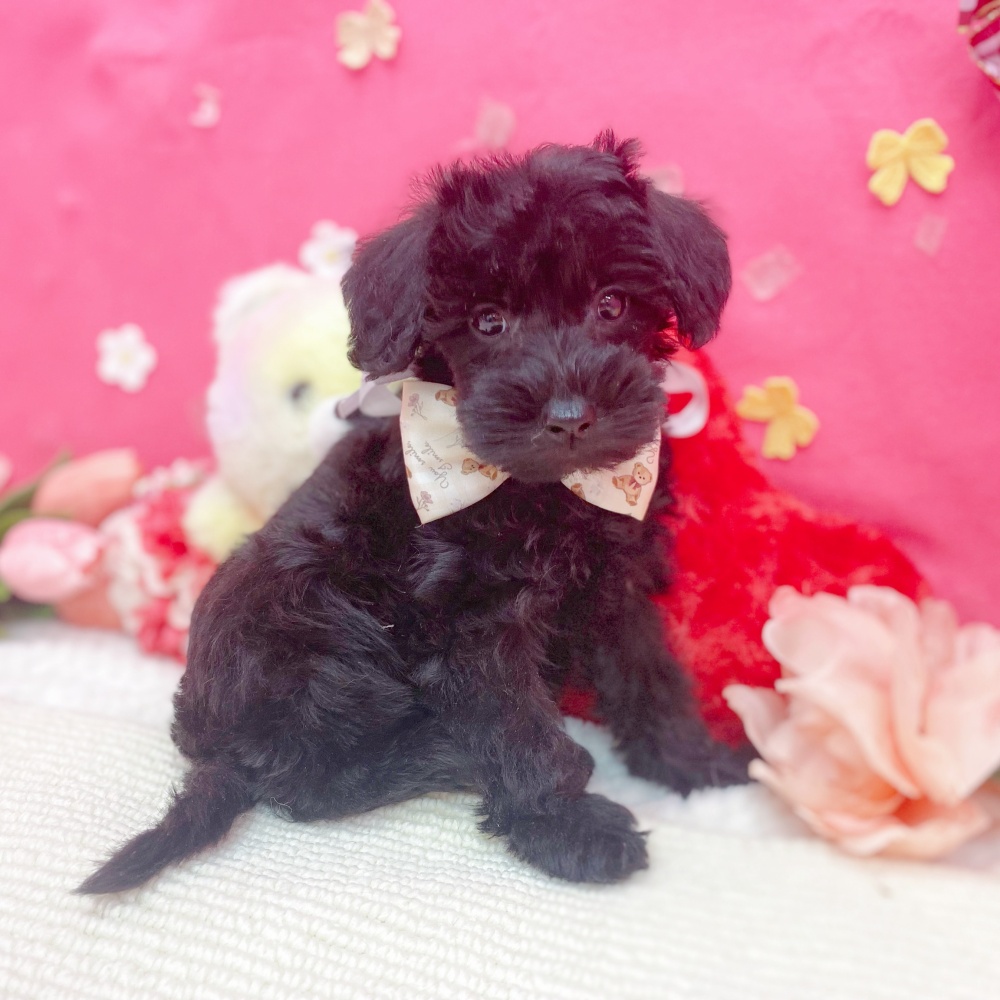 岐阜県のシュナプー(シュナウザー×プードル) (犬の家＆猫の里岐南店/2026年1月22日生まれ/女の子/ブラック)の子犬の4枚目の画像