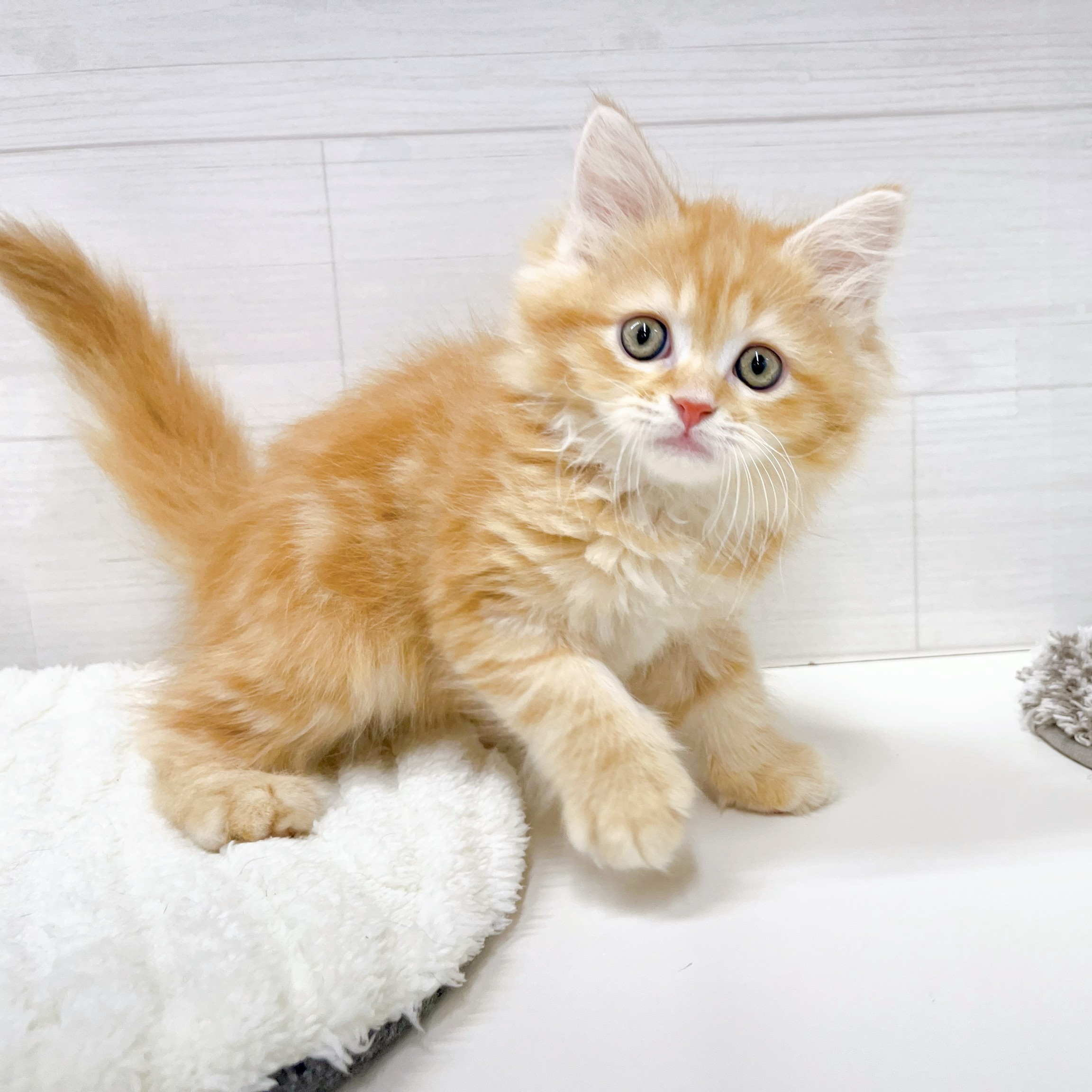 石川県のマンチカン (犬の家＆猫の里アミーゴ金沢おこばた店/2026年1月21日生まれ/男の子/レッドタビー)の子猫の4枚目の画像